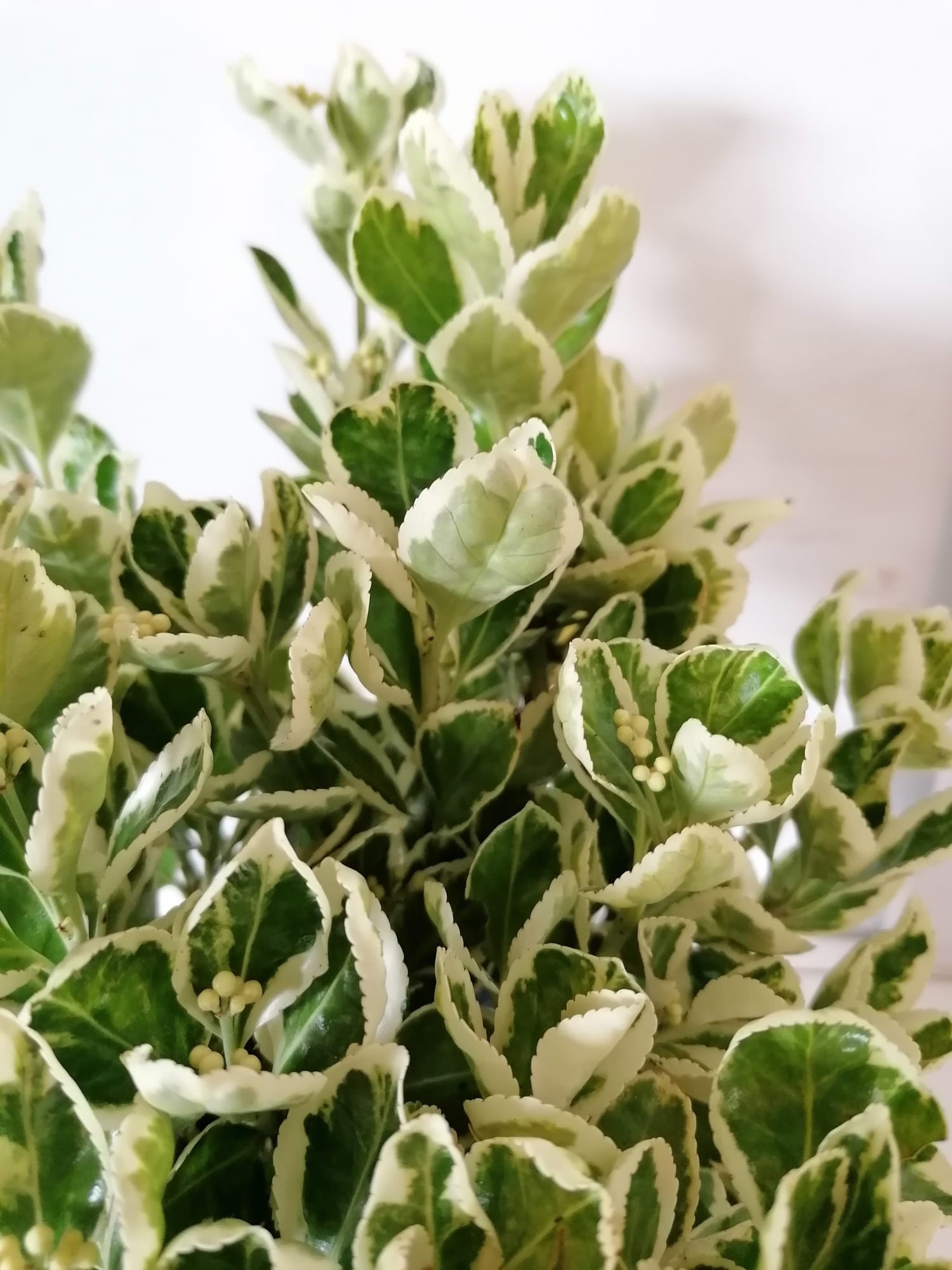 Euonymus japonicus "Kathy" 5L 20/25