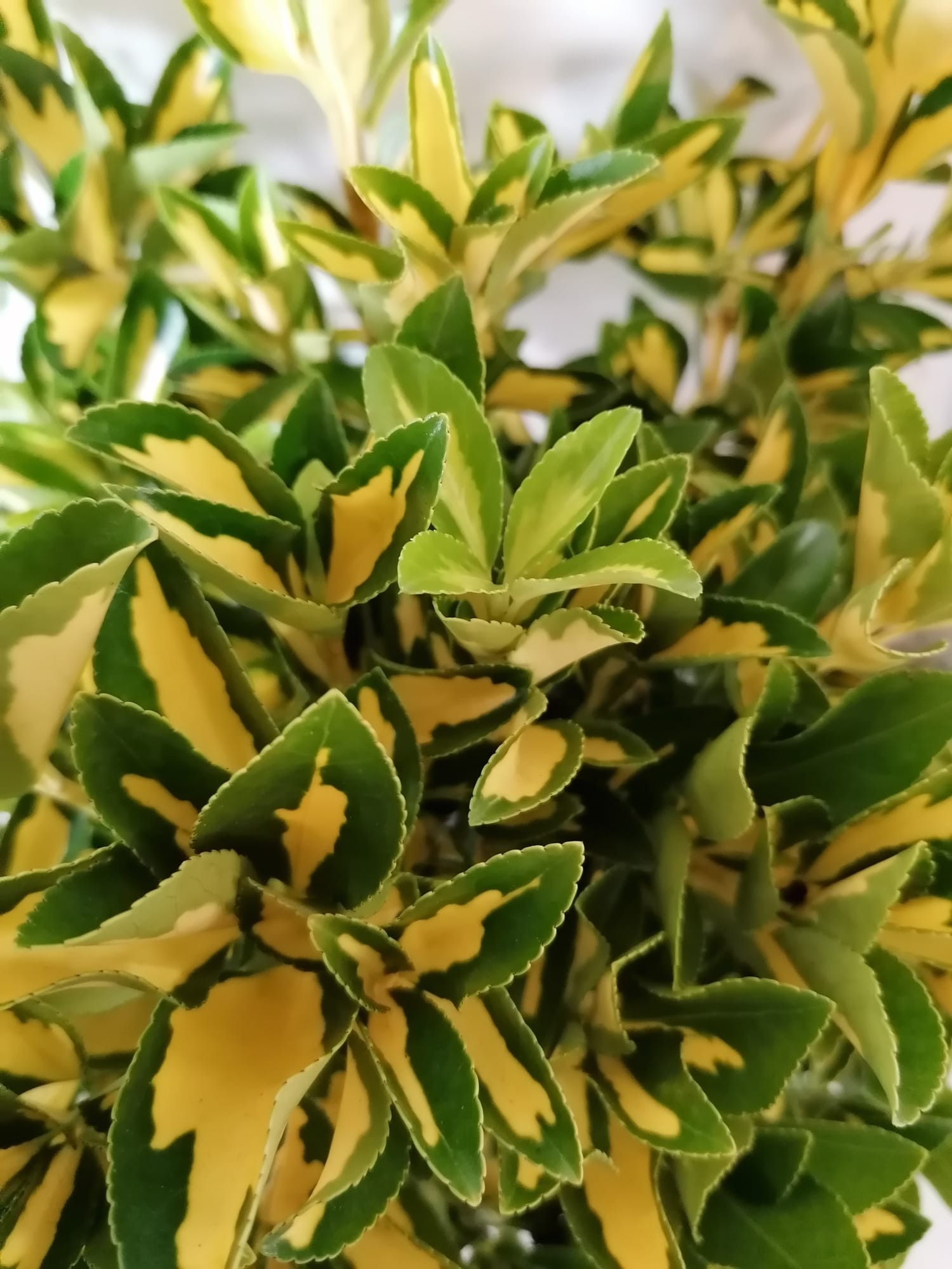Euonymus Japonicus Picta Luna 2l 15 20
