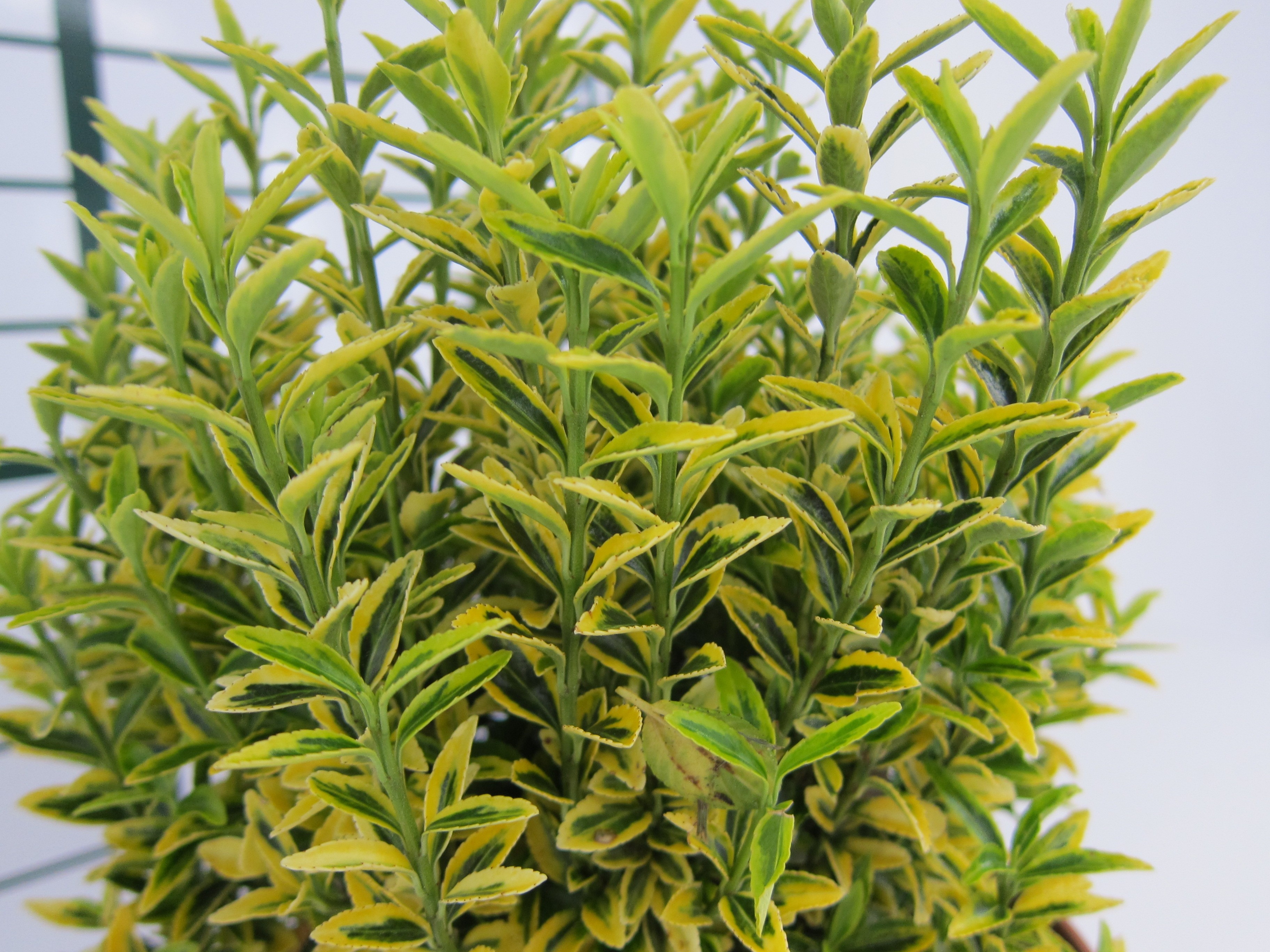 Euonymus pulchellus "Aureus" 3L 20/25