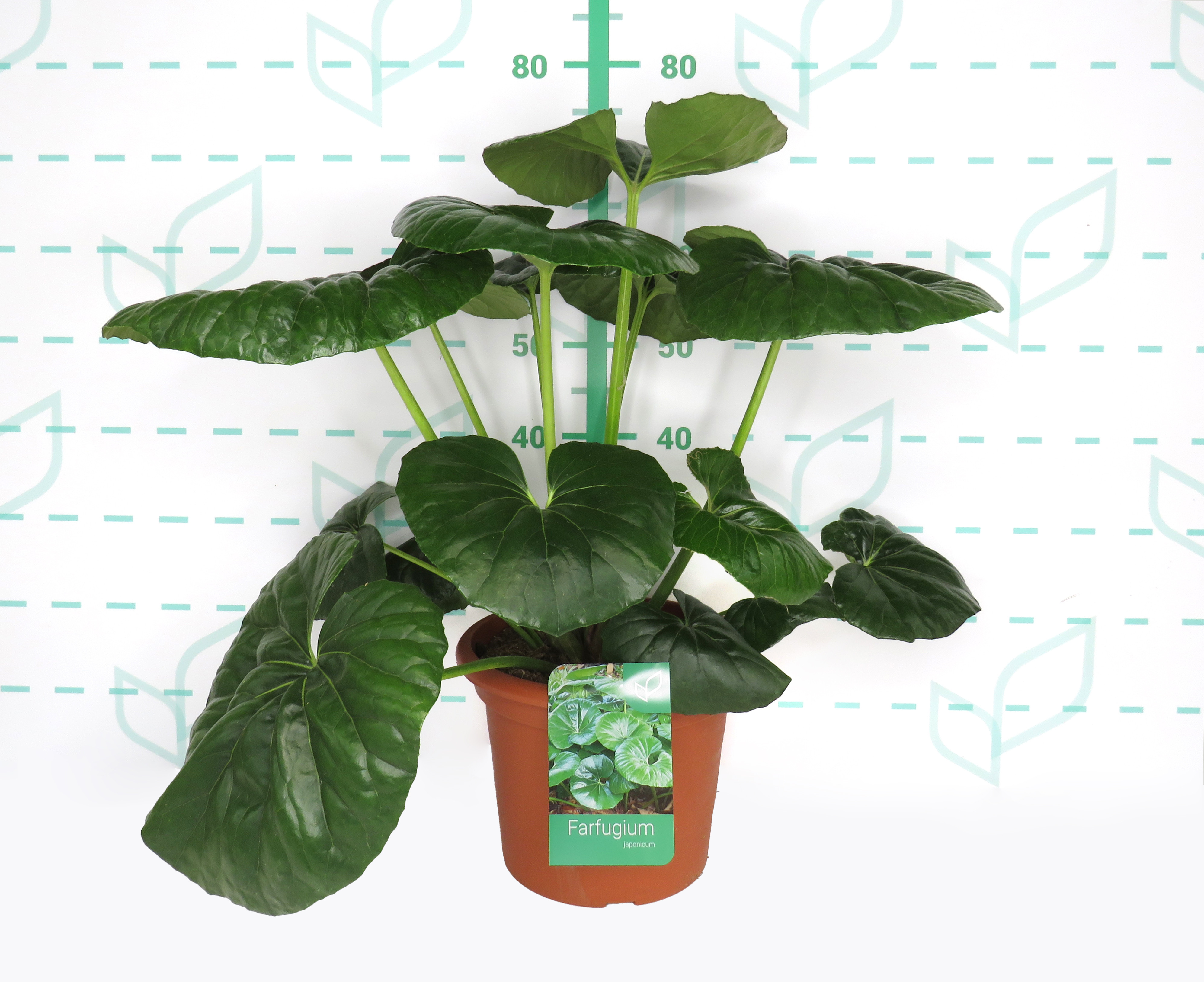 Farfugium japonicum "Arctic Jungle" ® 10L Deco 50/60