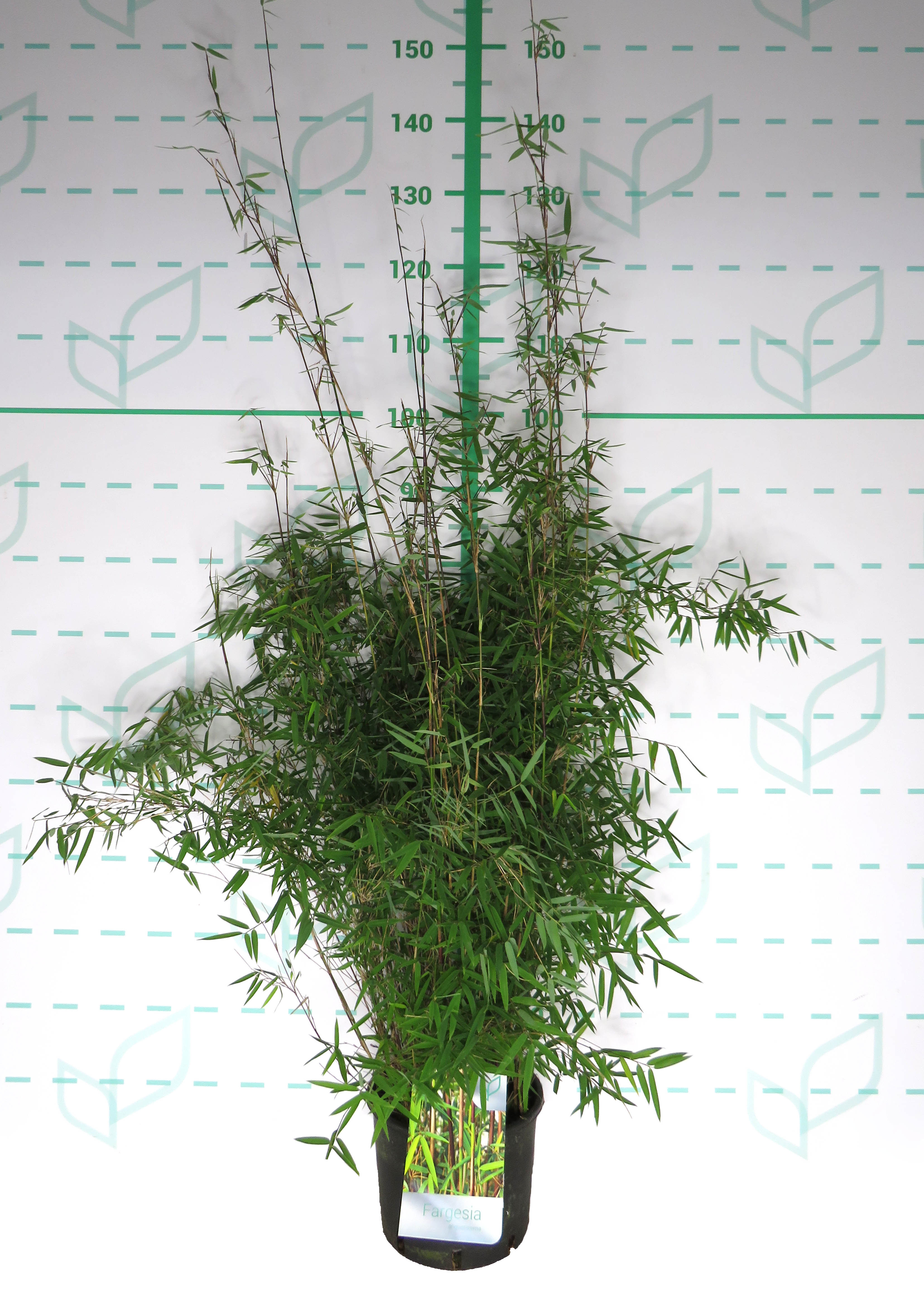Fargesia angustissima 5L 8-12 50/70