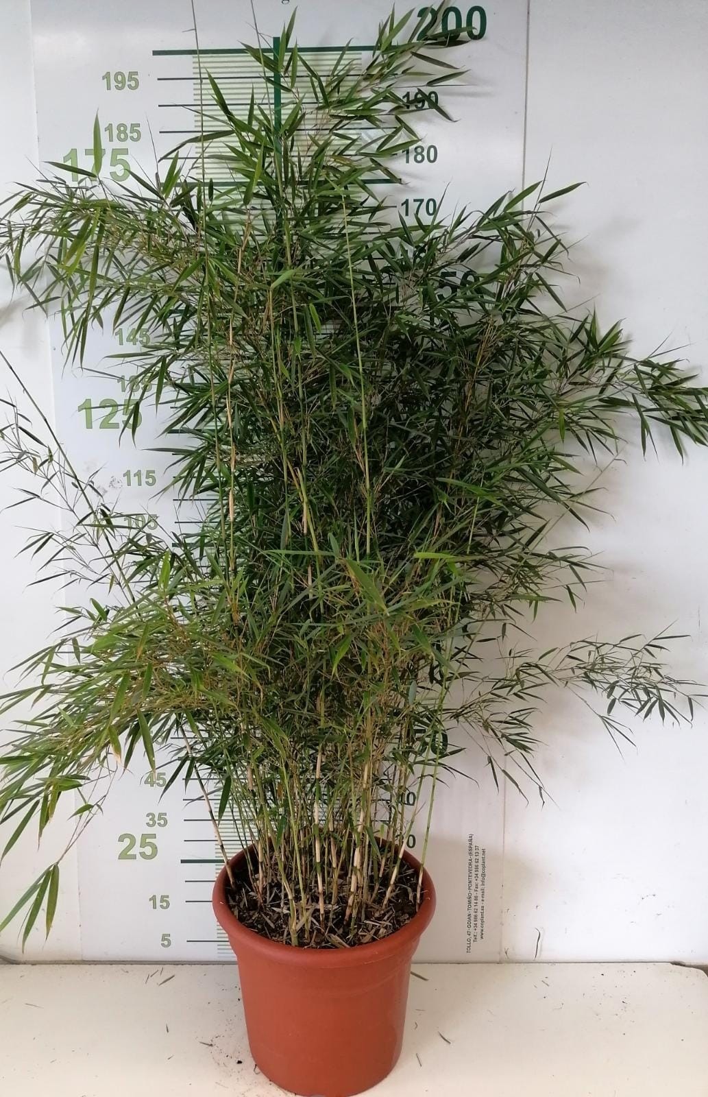 Fargesia robusta "Campbell" 35L Deco 18-20 170/220