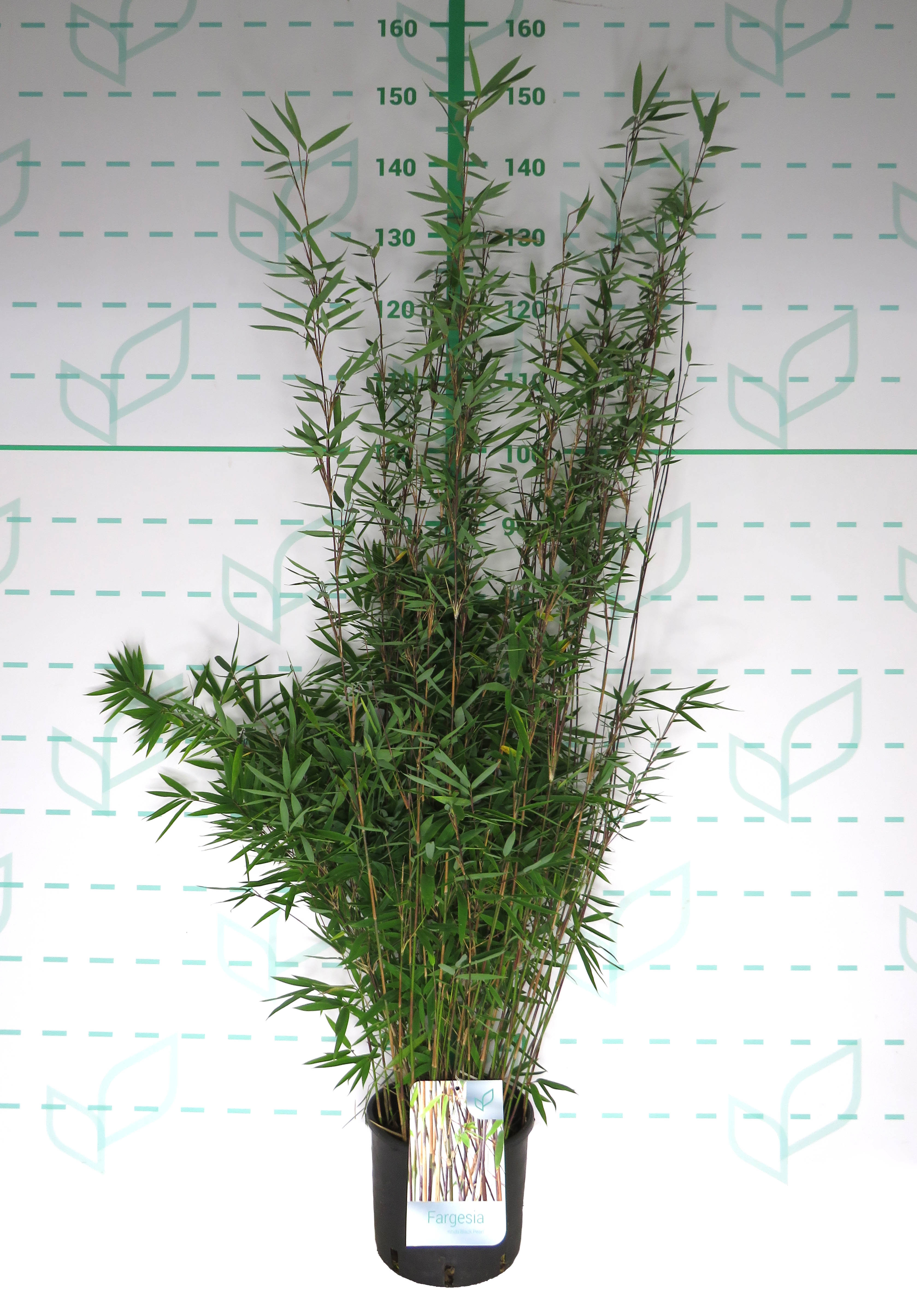 Fargesia nitida "Black Pearl" 5L 10-12 70/100