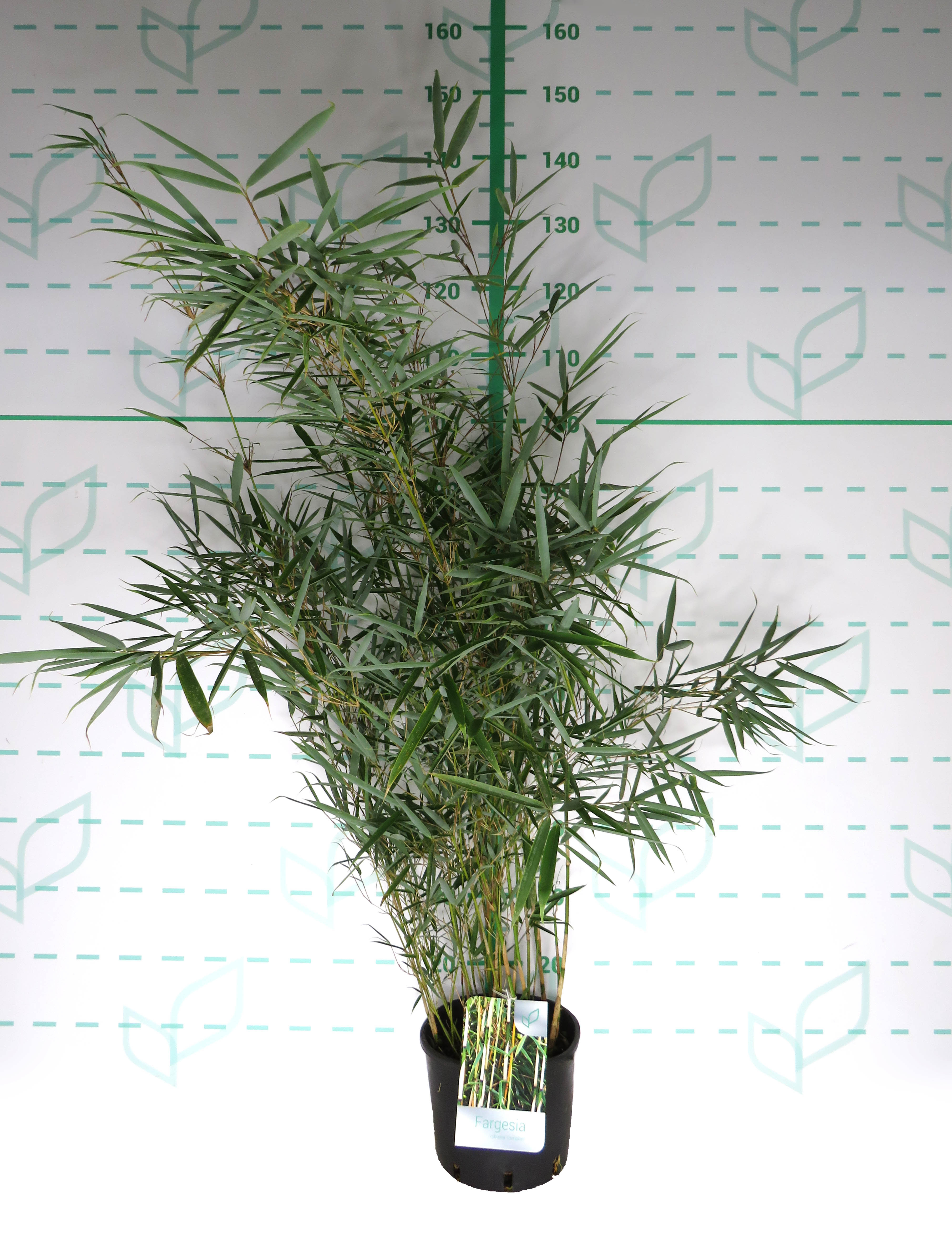 Fargesia robusta "Campbell" 5L 8-12 80/100