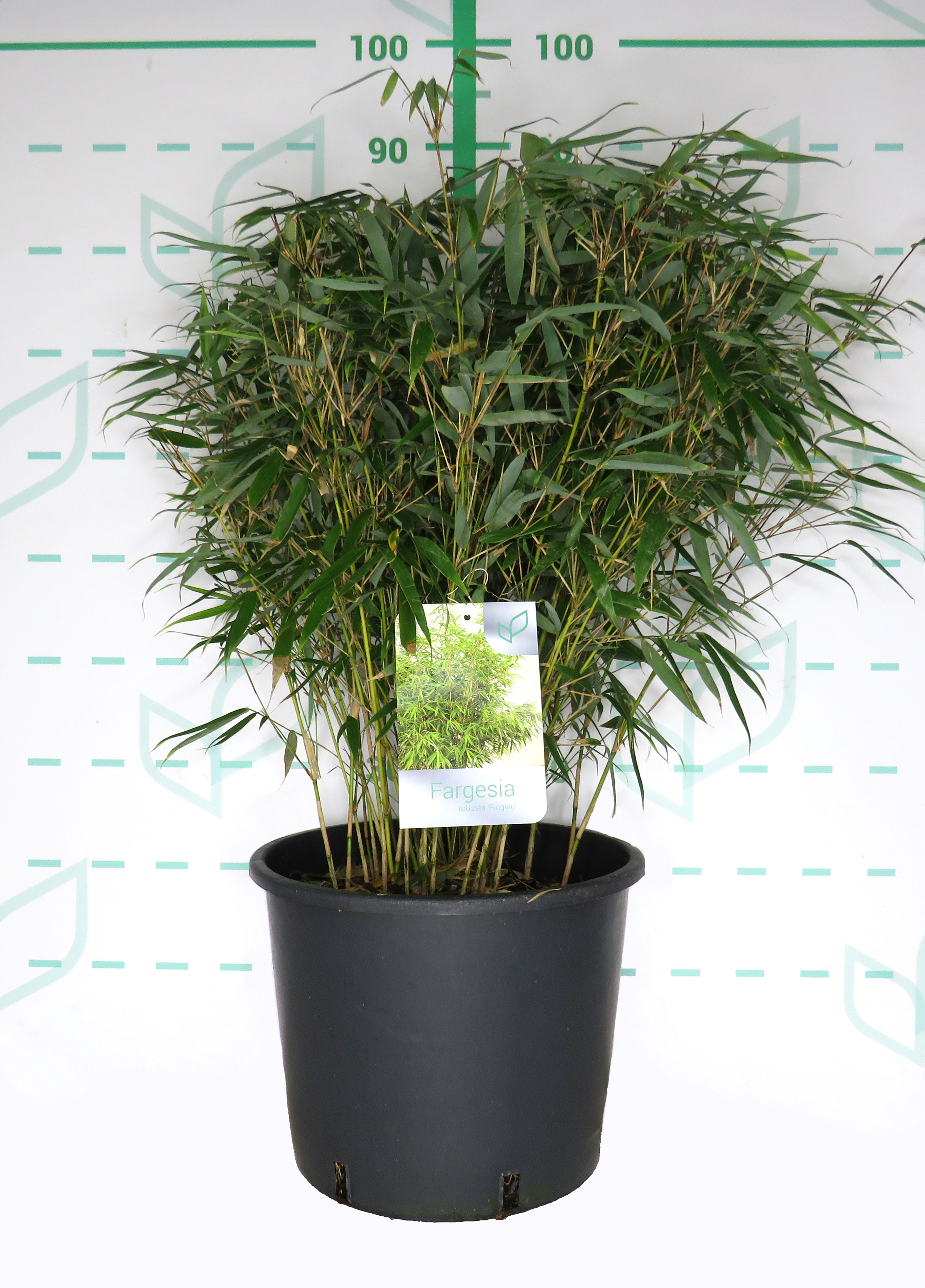 Fargesia robusta "Pingwu" 15L 80/100 Bola