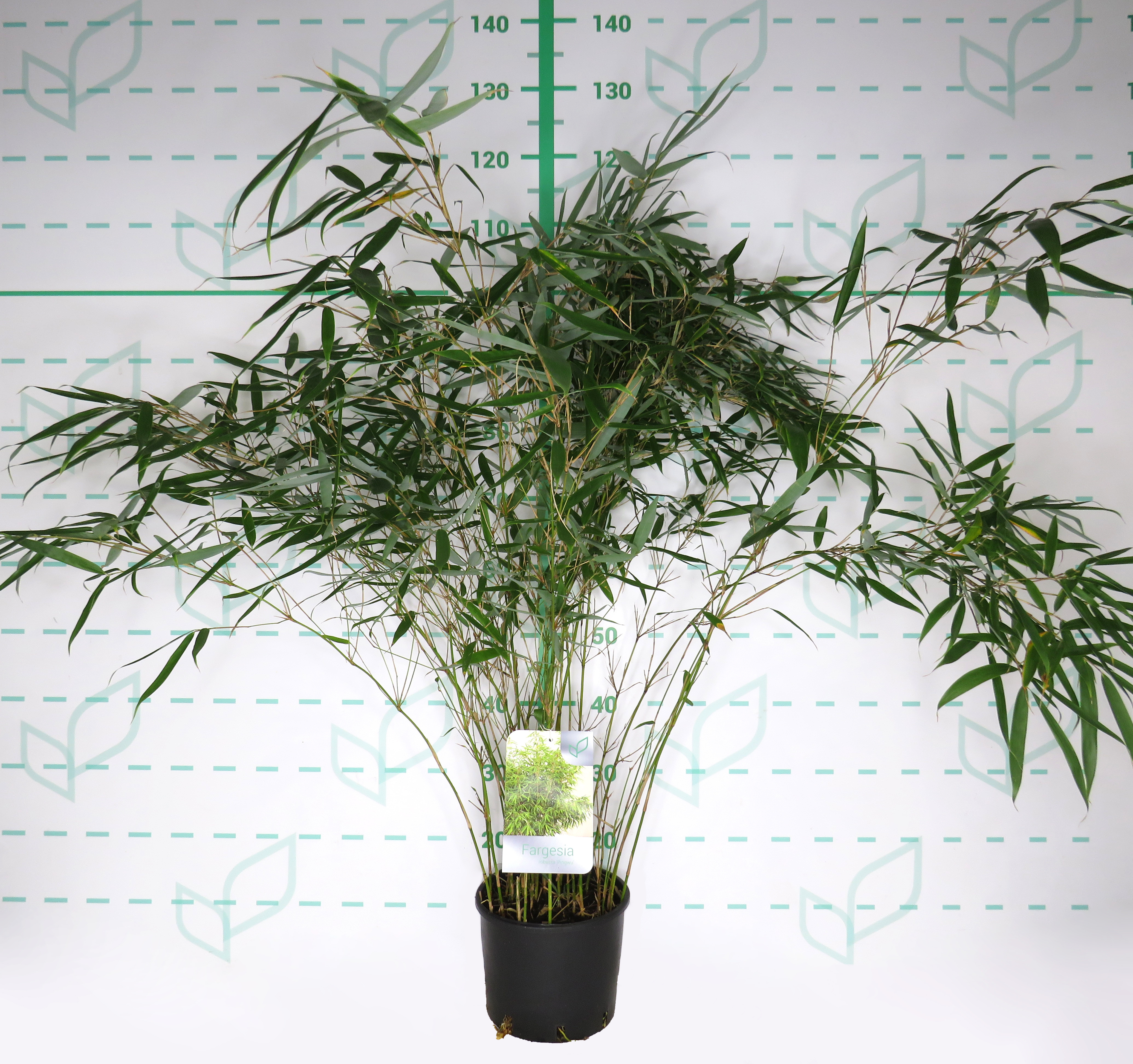 Fargesia robusta "Pingwu" 5L 8-12 70/90