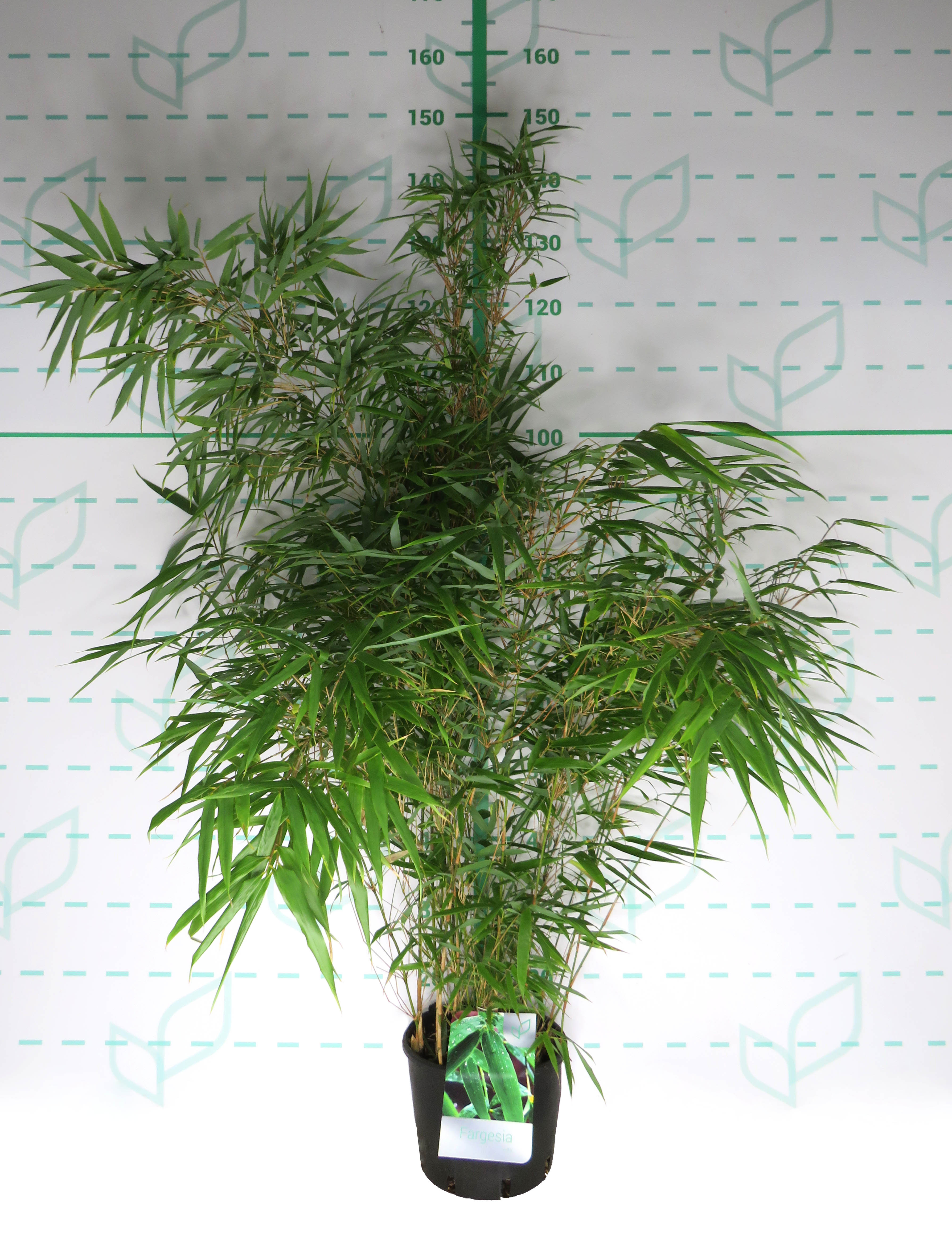Fargesia rufa 5L 15-20 50/70