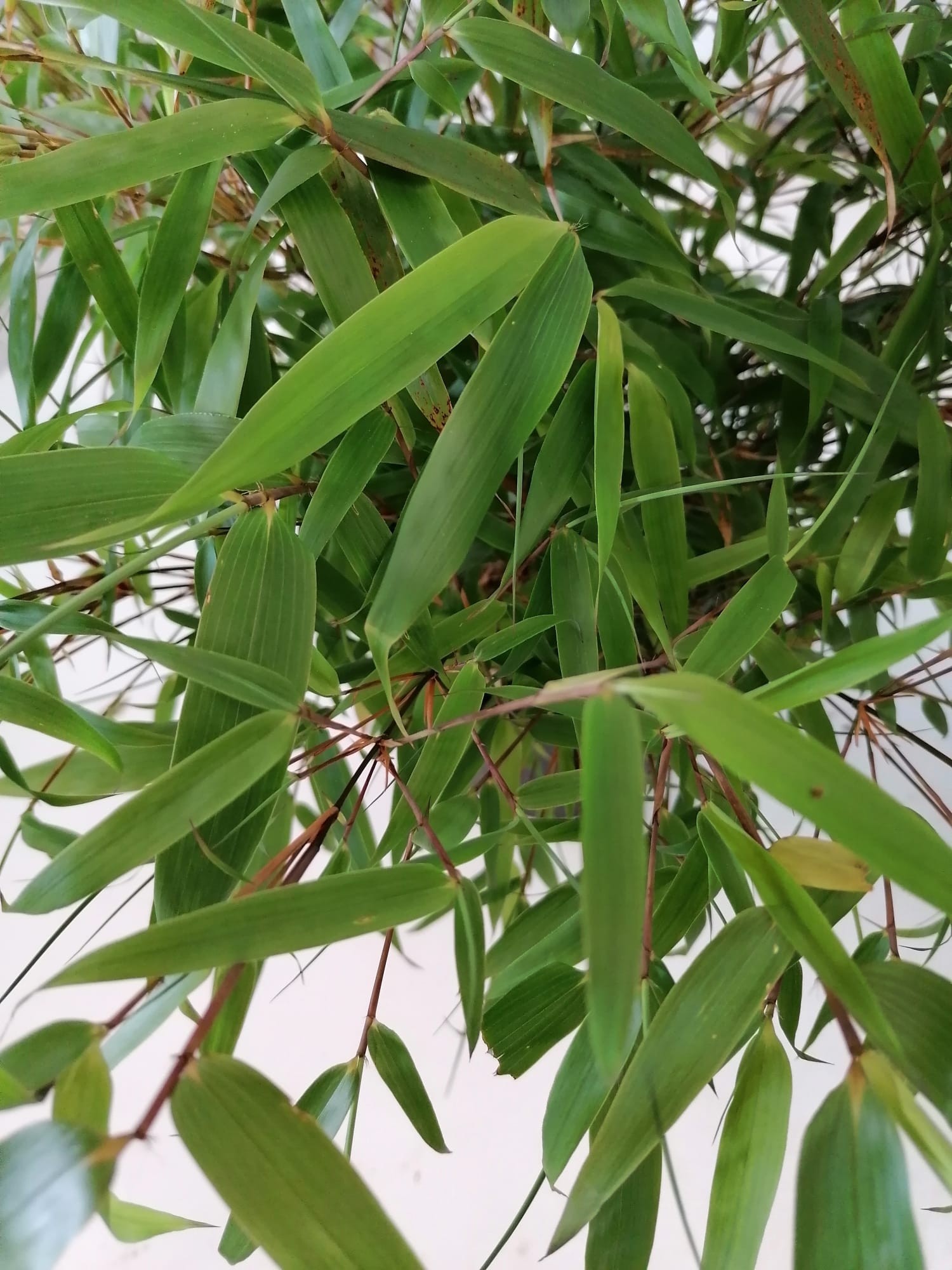 Fargesia rufa 5L 15-20 70/90