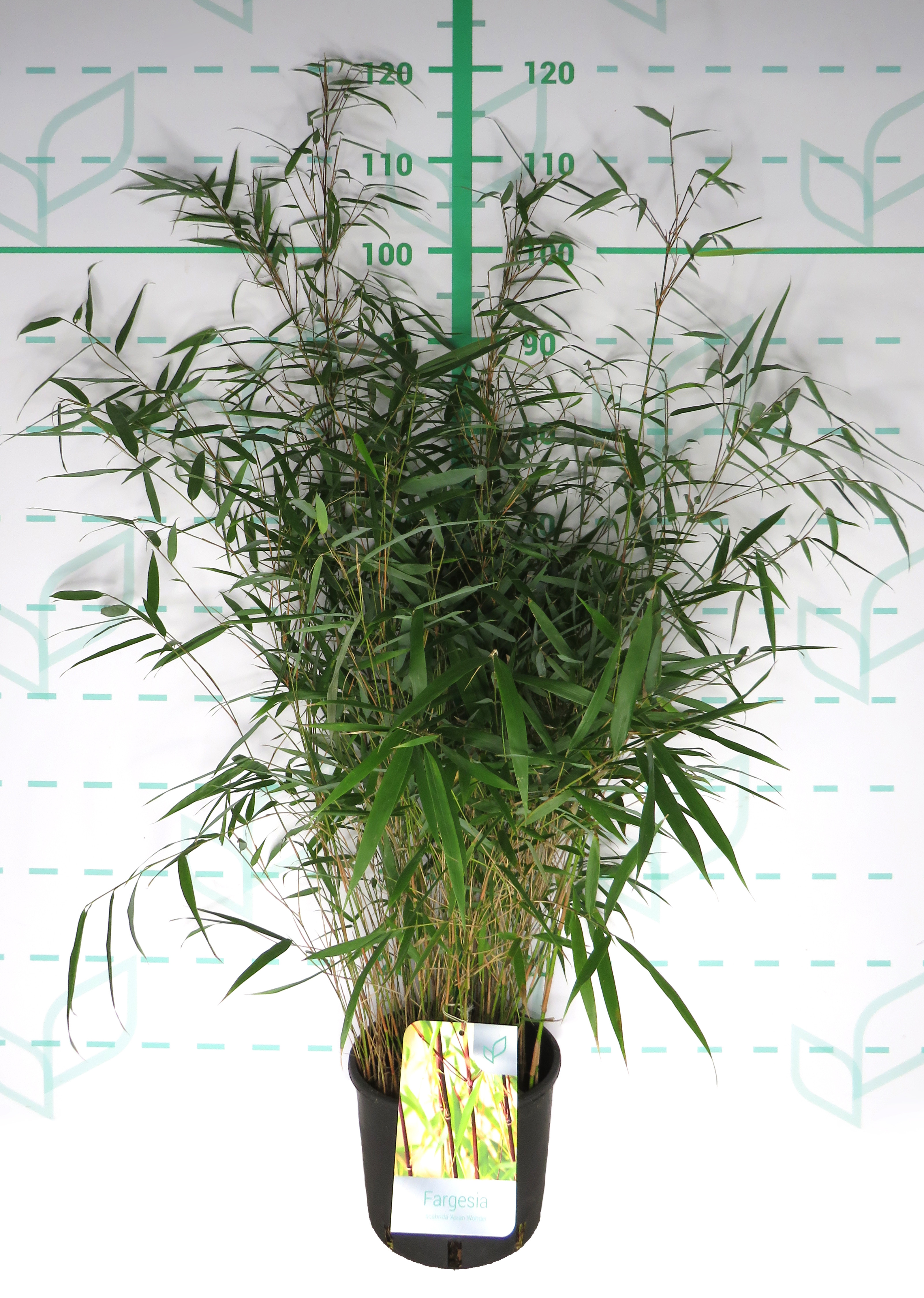 Fargesia scabrida "Asian Wonder" 5L 10-15 70/90
