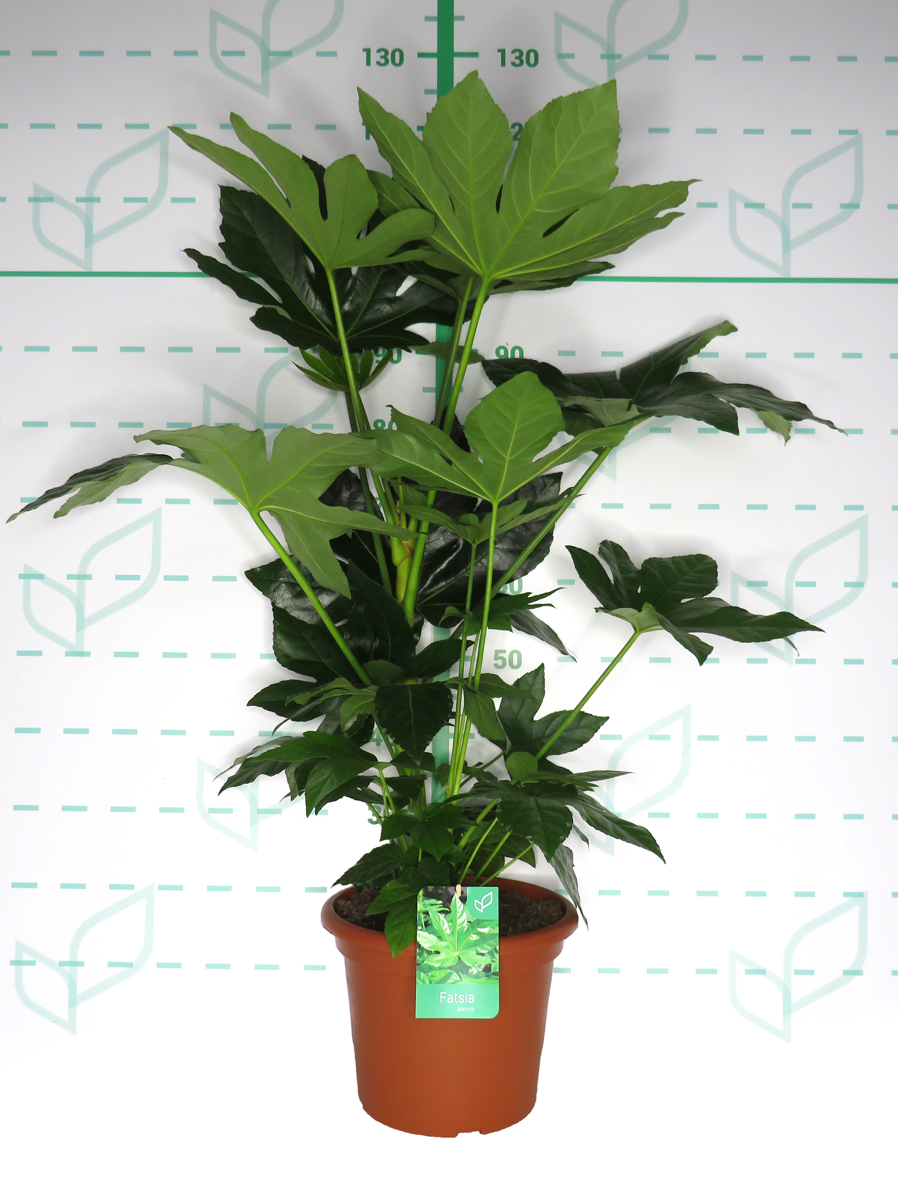 Fatsia japonica 10L Deco 70/80