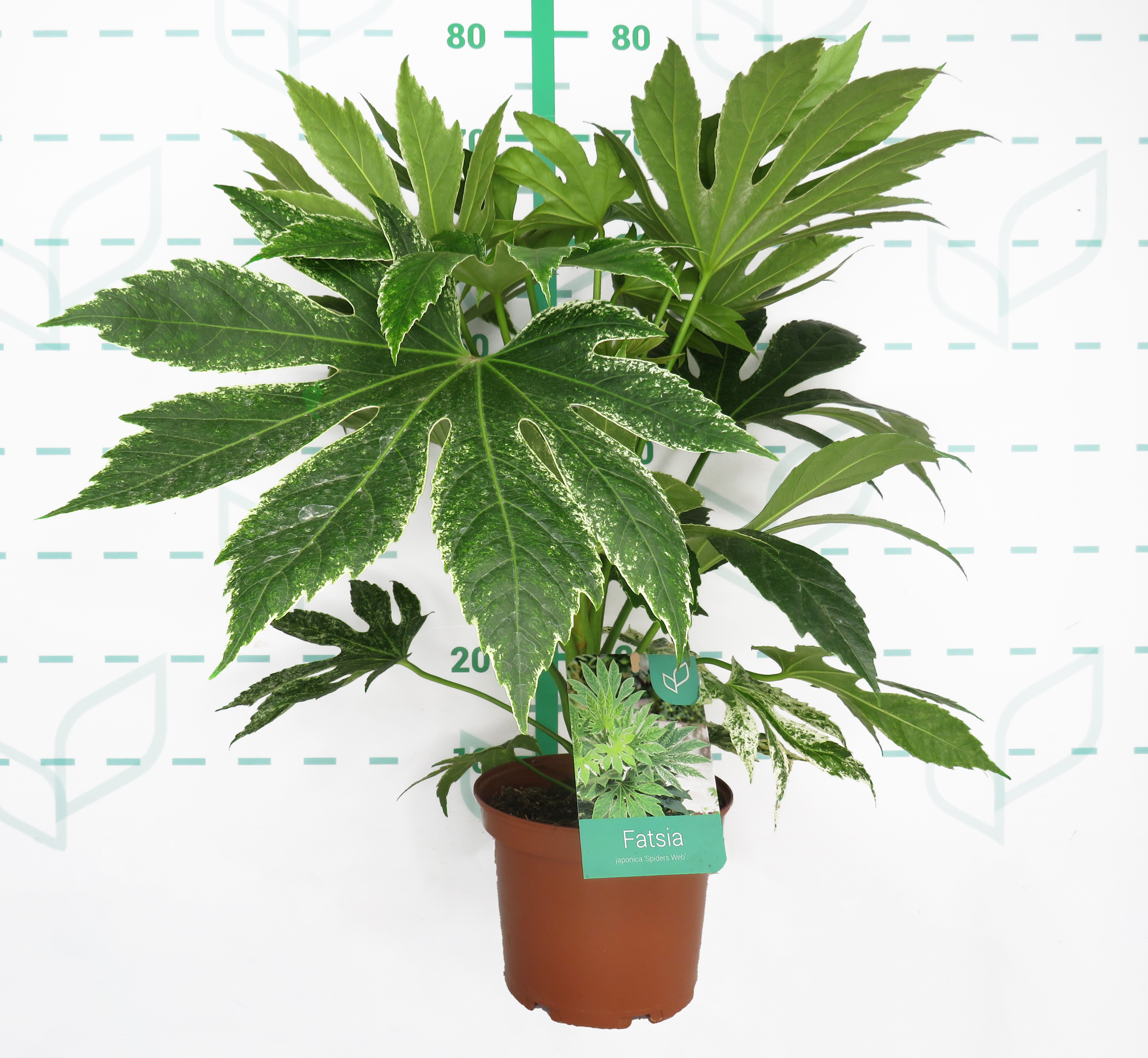 Fatsia japonica "Spider's Web" 3L 40/50