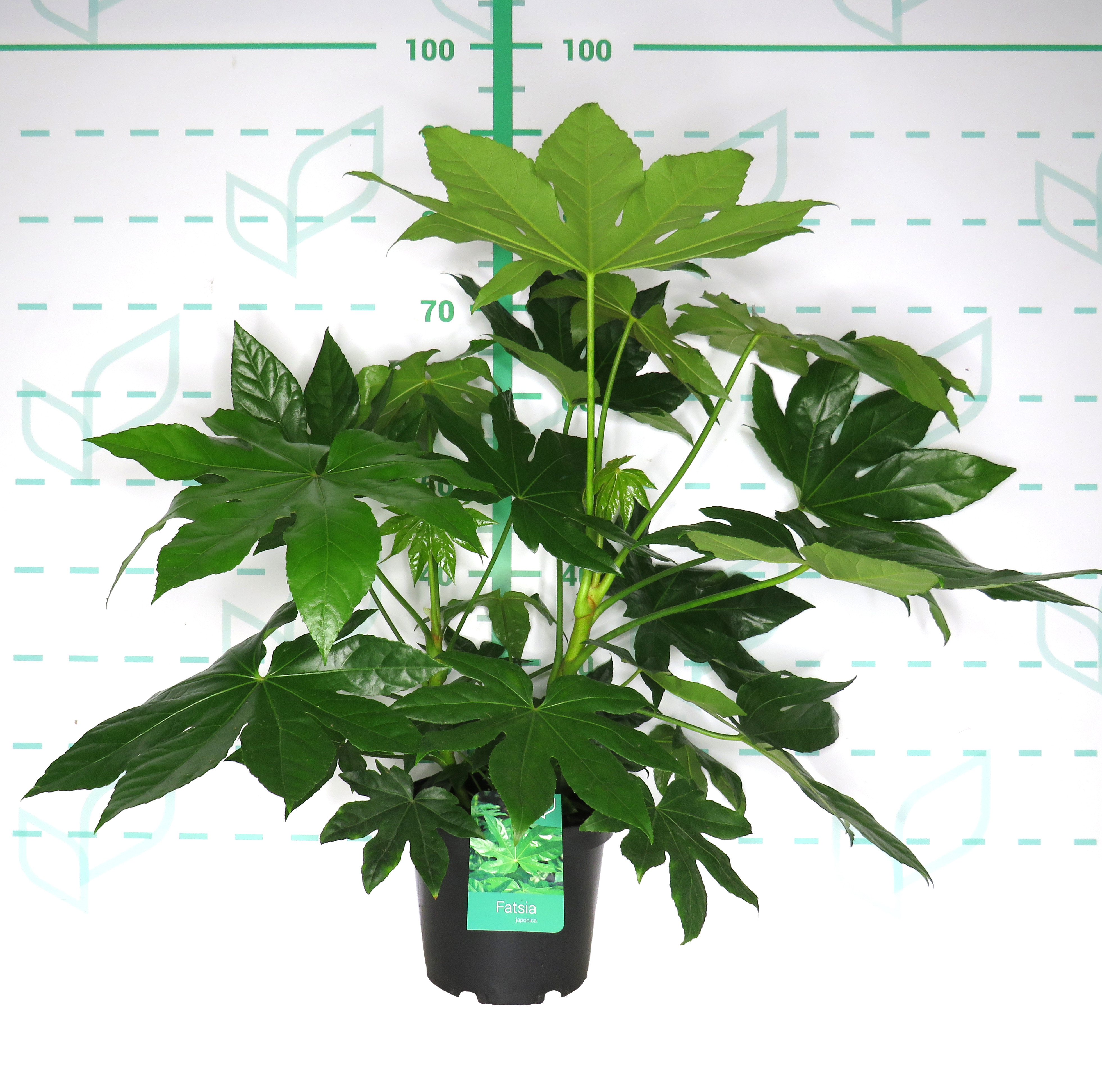 Fatsia japonica 5L 50/60