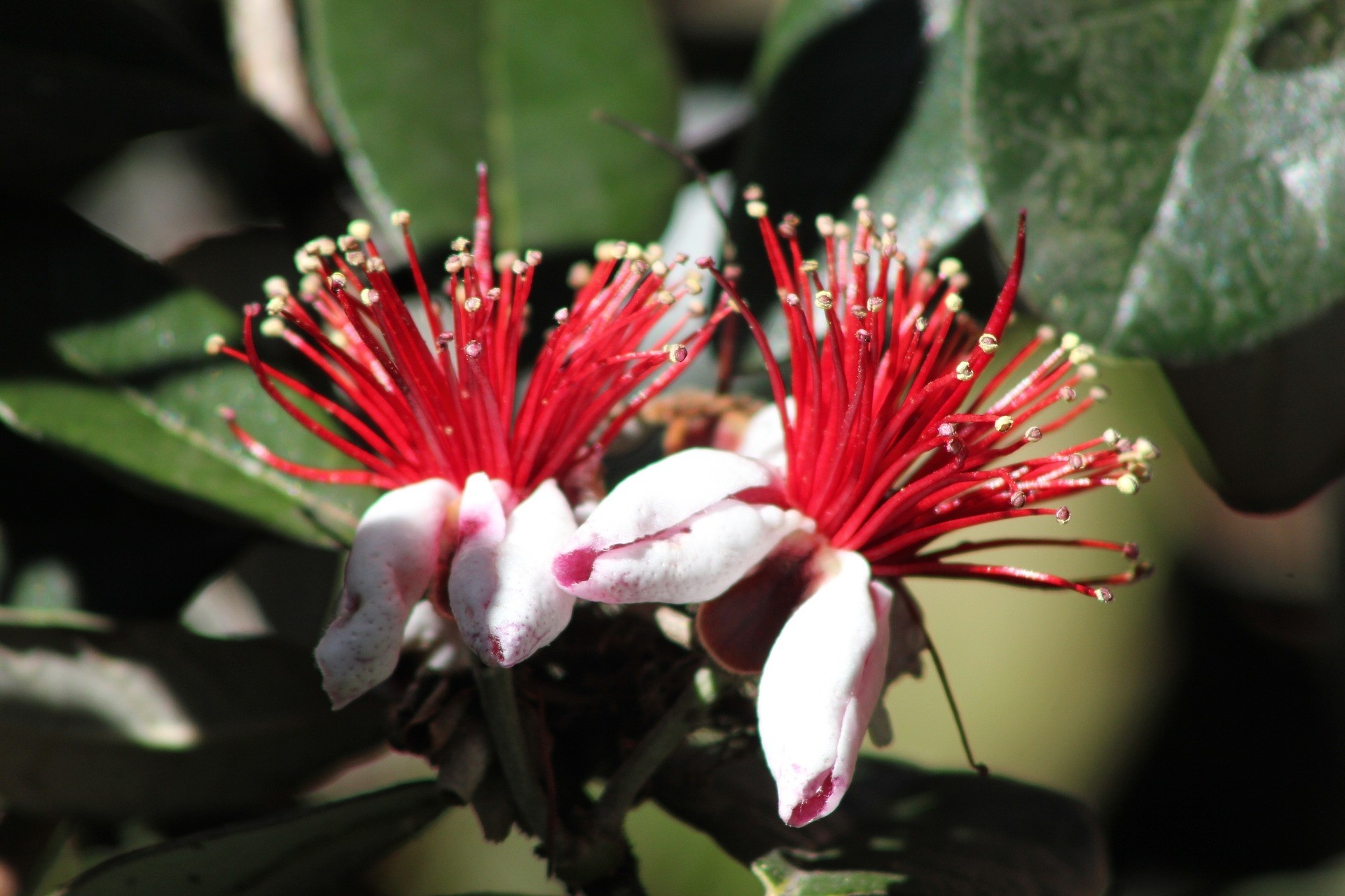 Feijoa sellowiana 5L 30/40