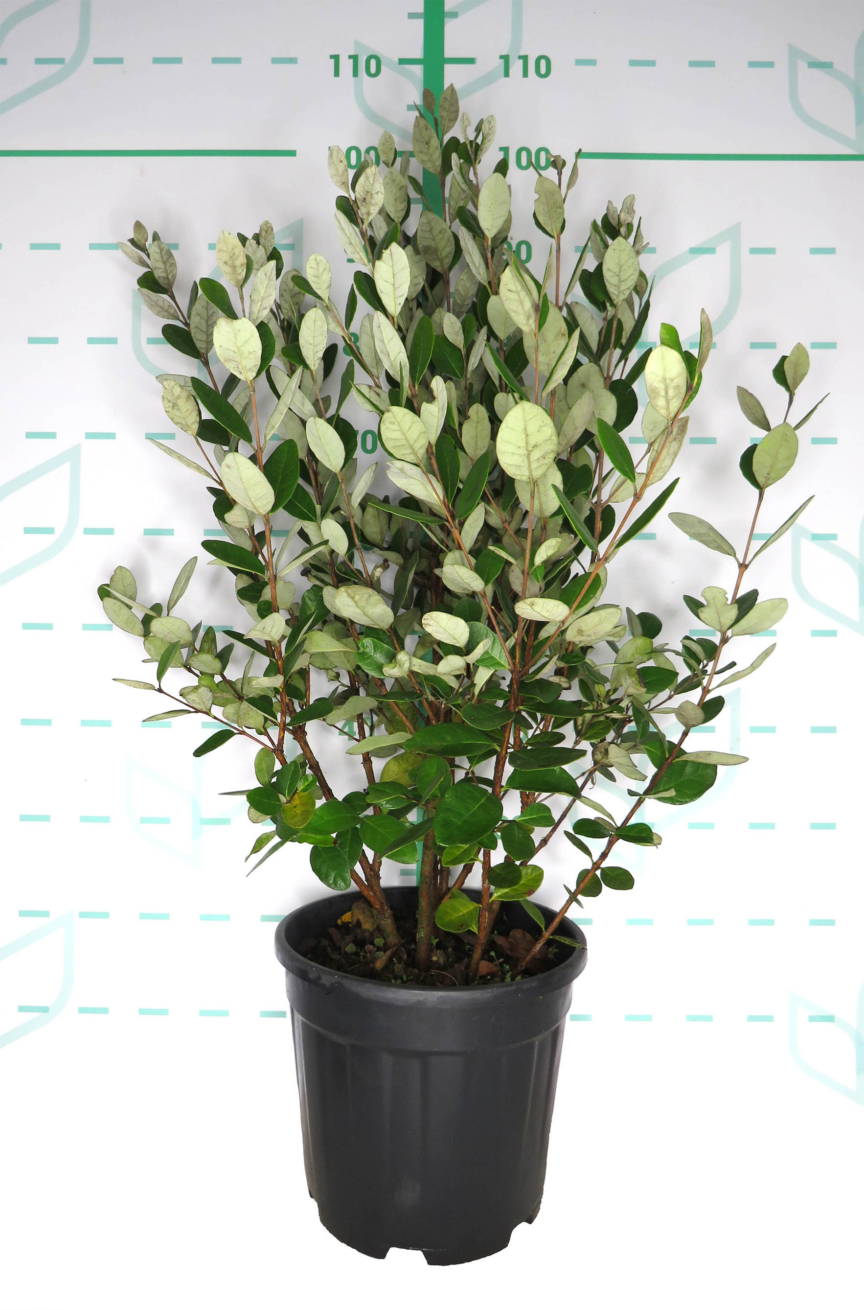 Feijoa sellowiana 10L 50/60