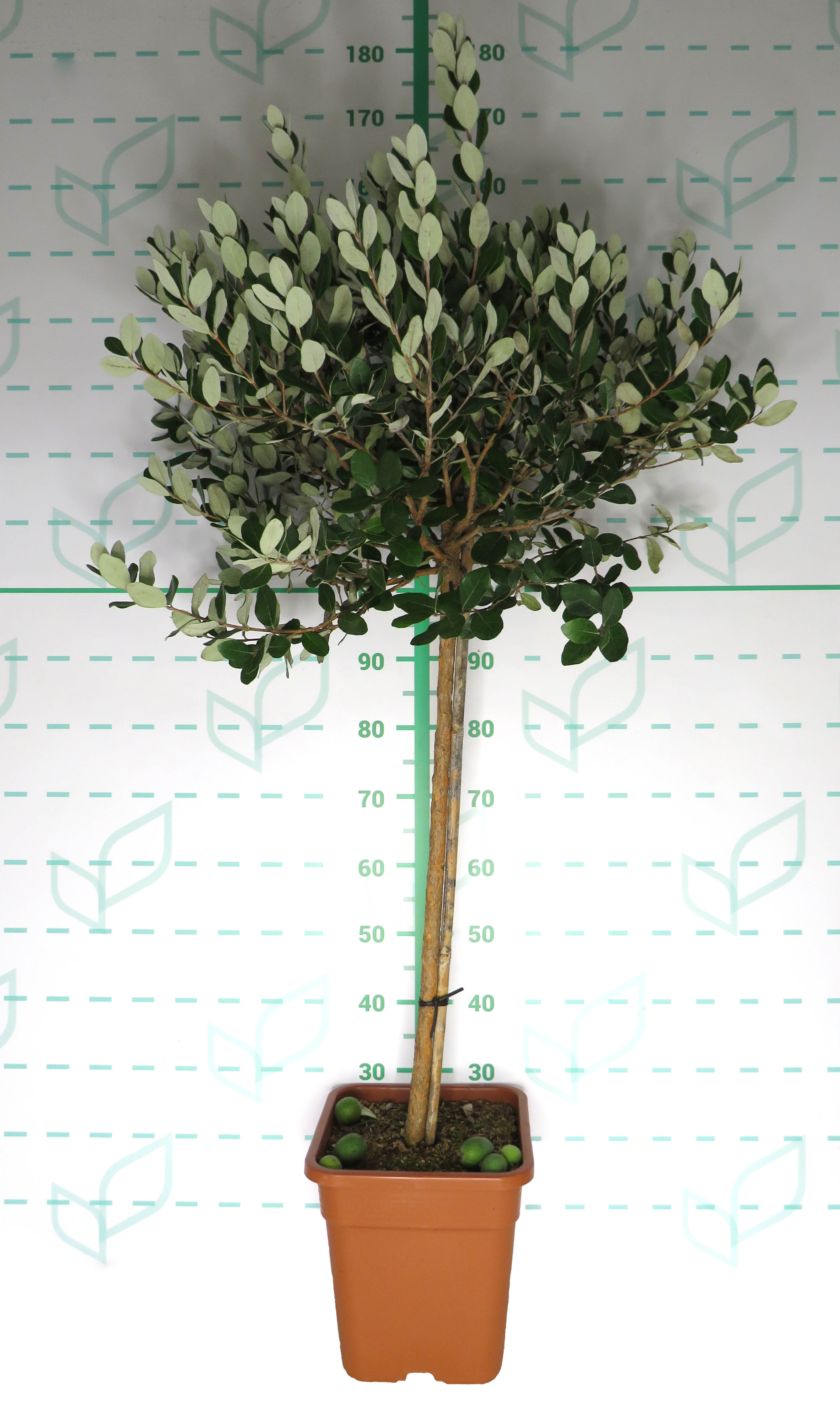 Feijoa sp 14L Cuadrada Ht 60/70