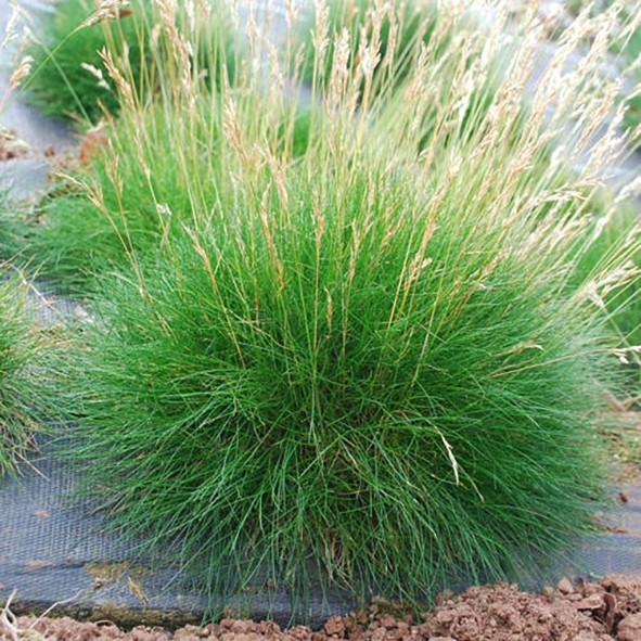 Festuca gautieri 2.5L R/C 10/20