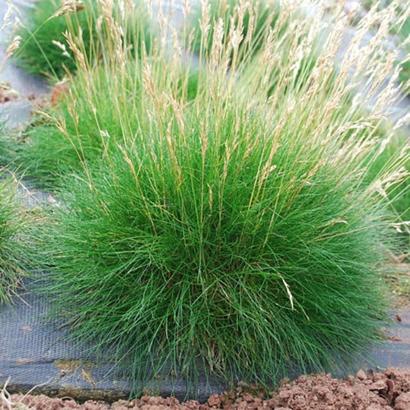 Festuca gautieri 2.5L R/C 10/15