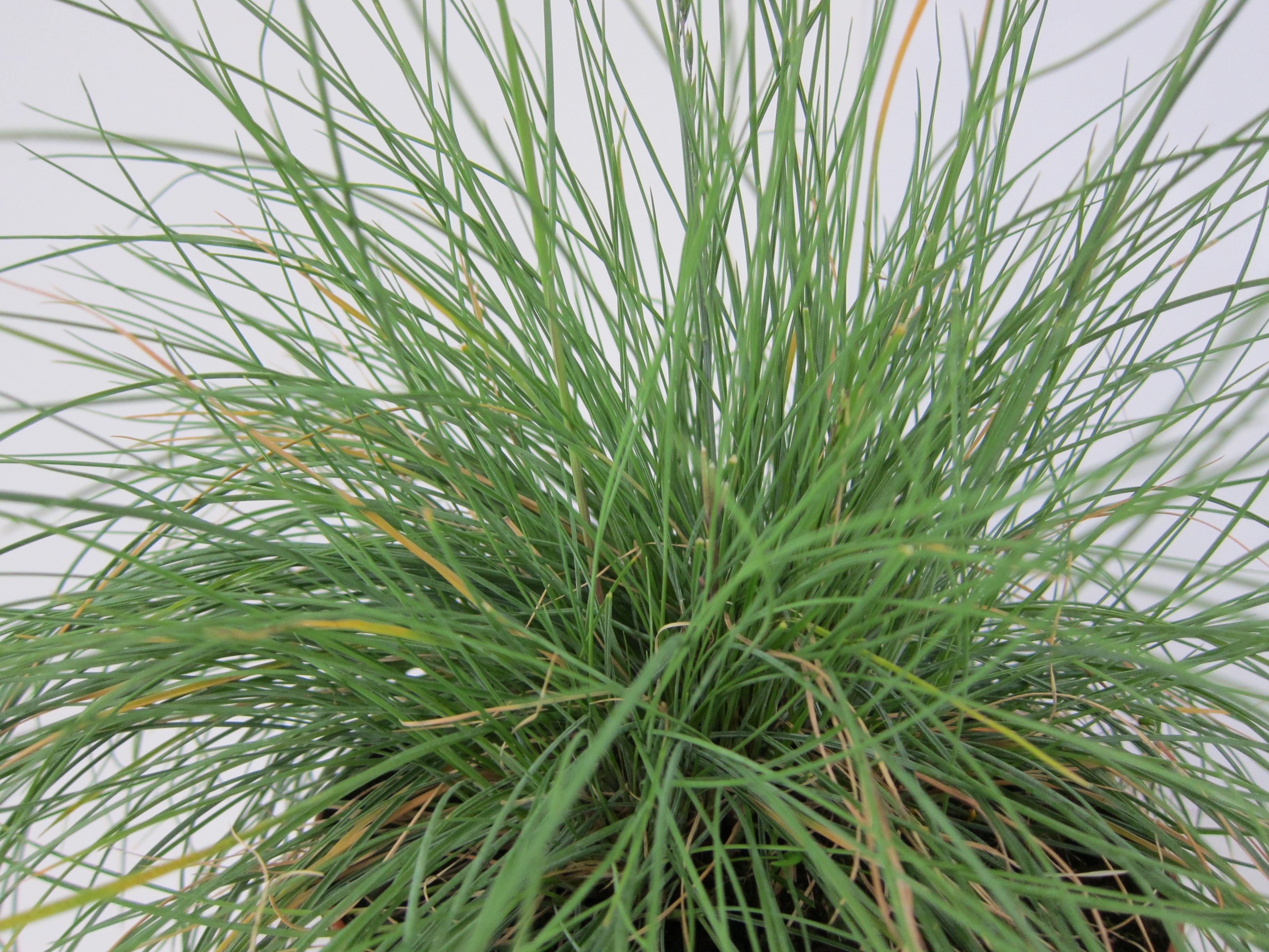 Festuca glauca 2.5L R/C 10/20