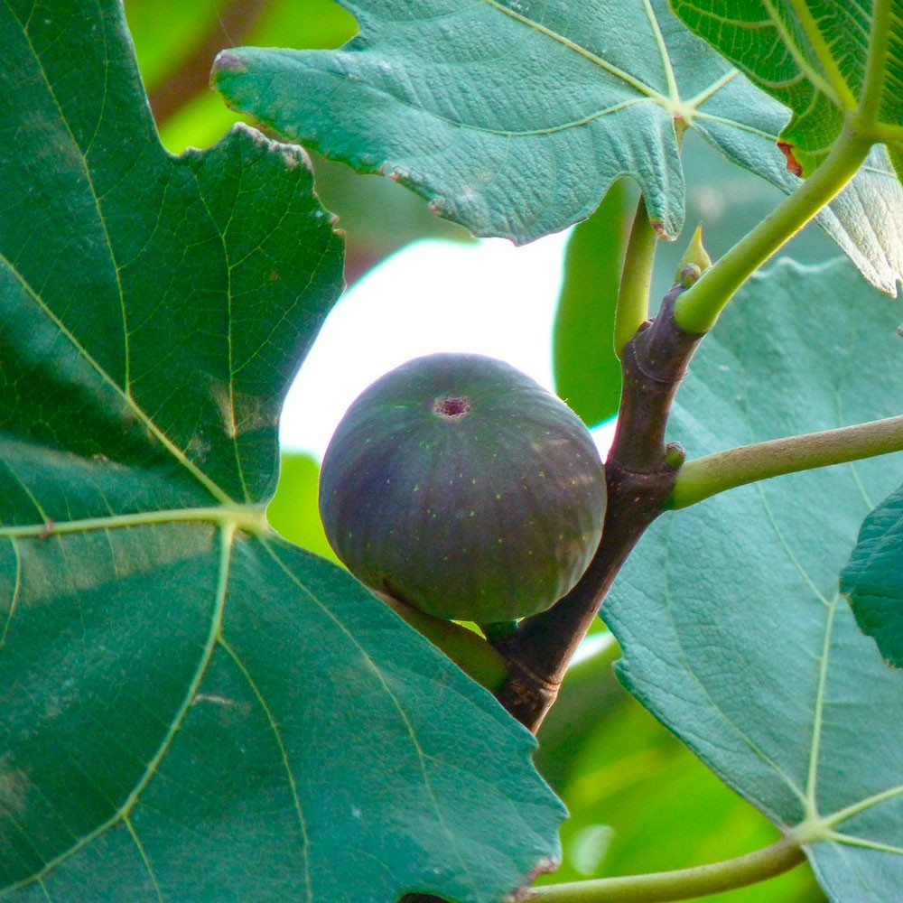 Ficus carica 160L 225/250