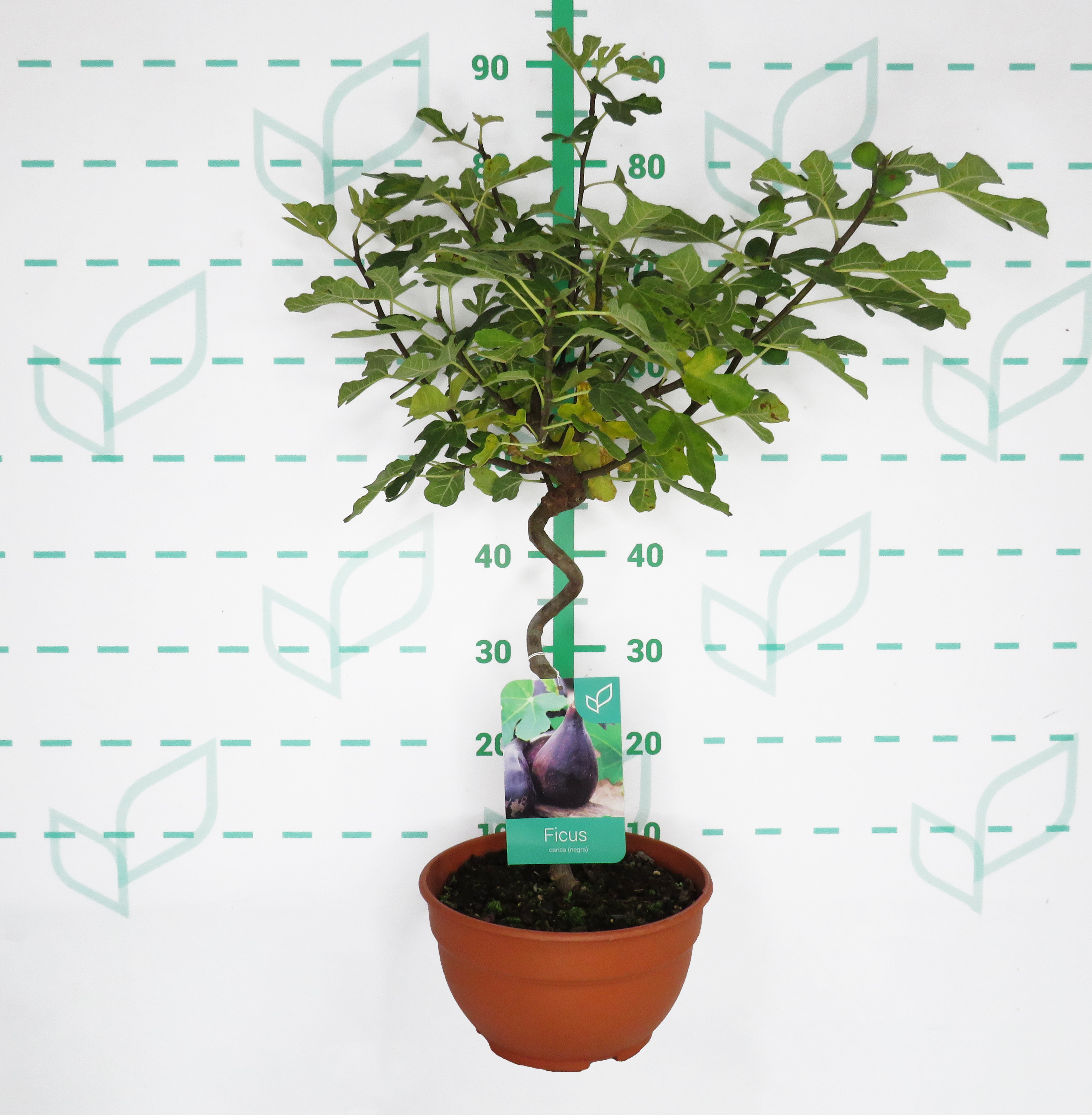 Ficus carica 5L Tarrina Espiral Ht 30 55/65