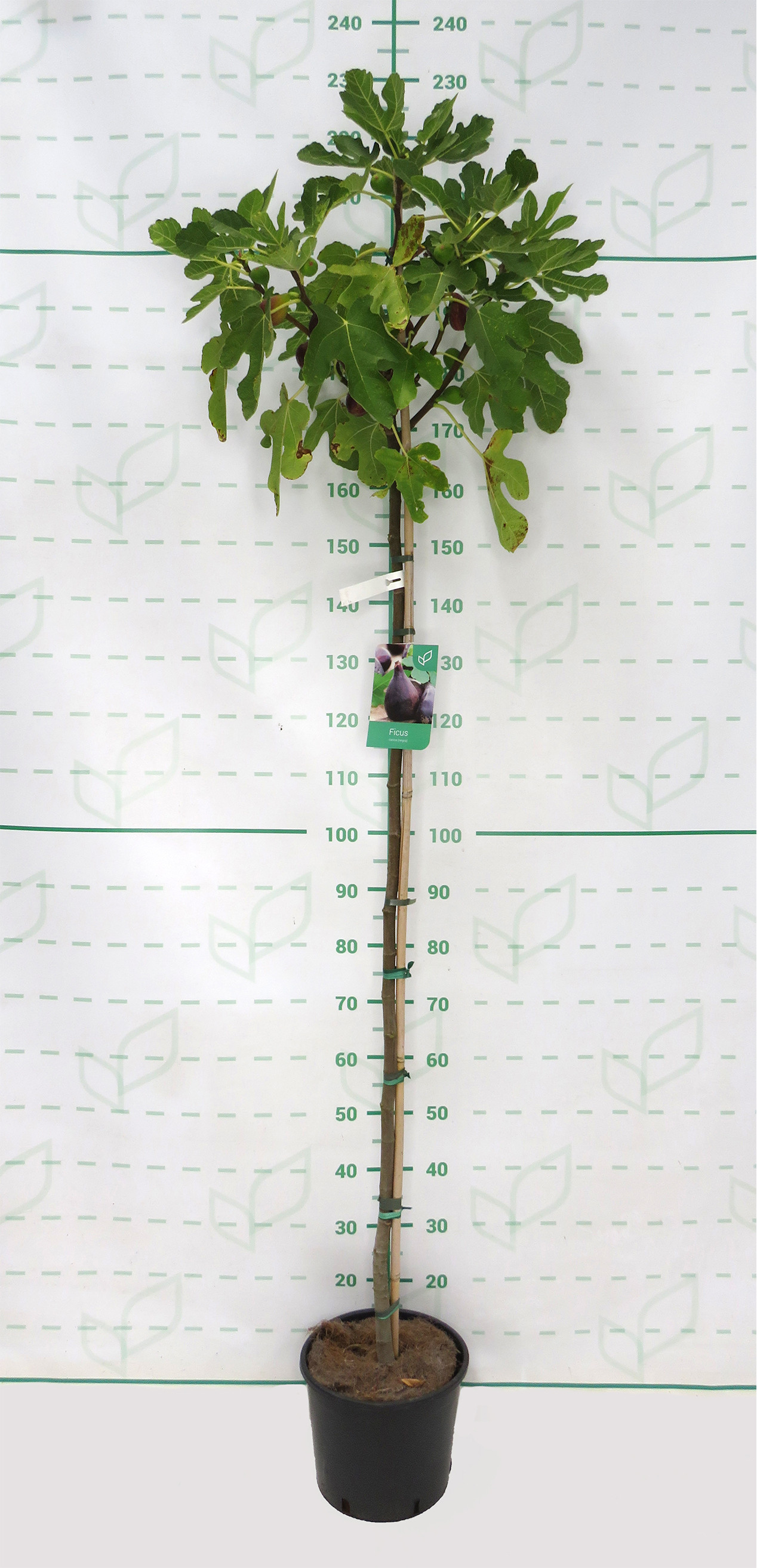 Ficus carica "Brown Turkey" 10L 150/170