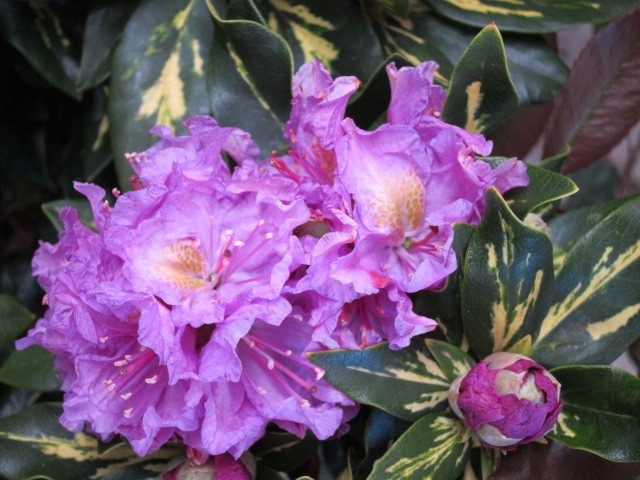 Rhododendron hibrido 20L 70/90 