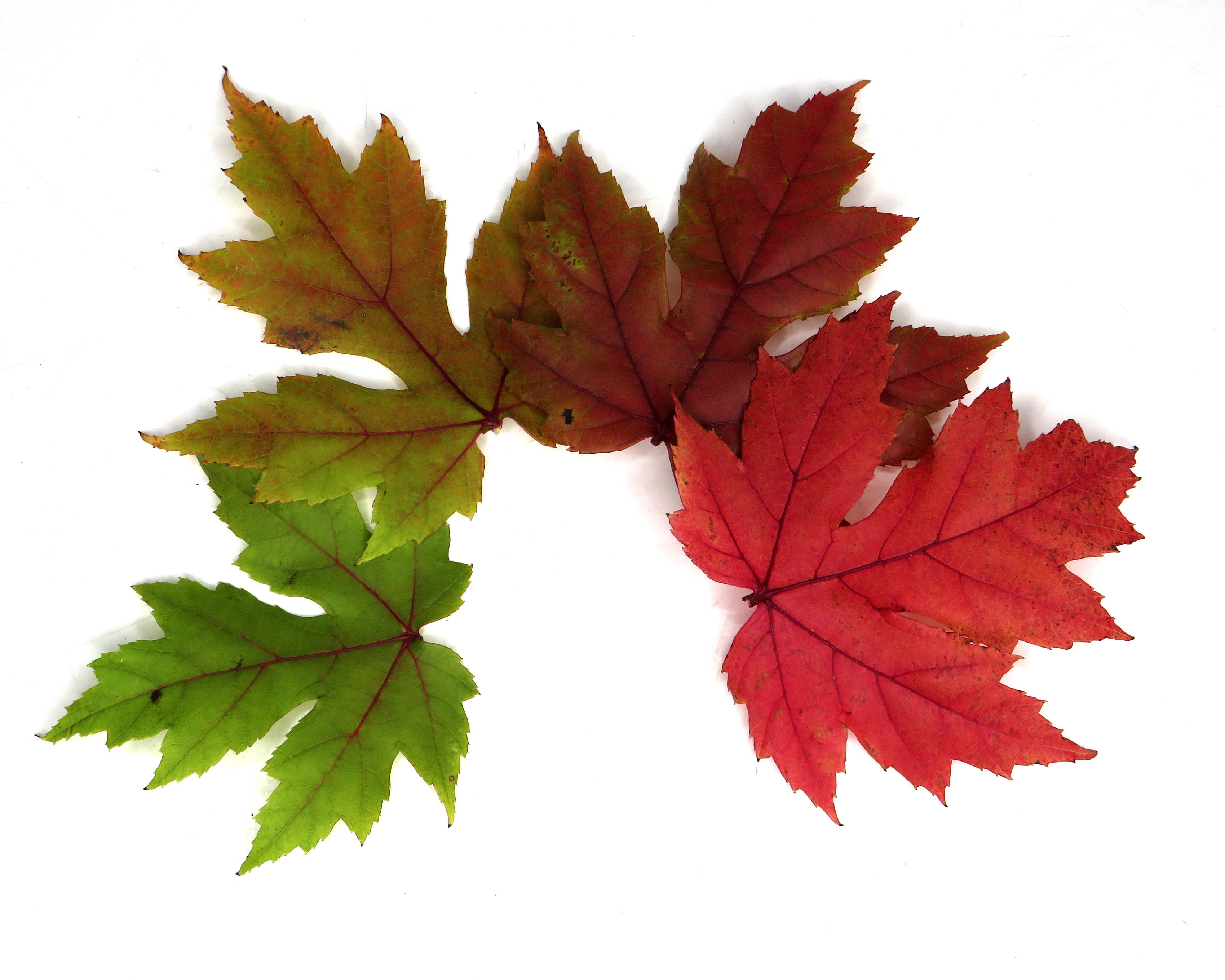 Acer x freemanii "Autumn Blaze" 10L 175/200