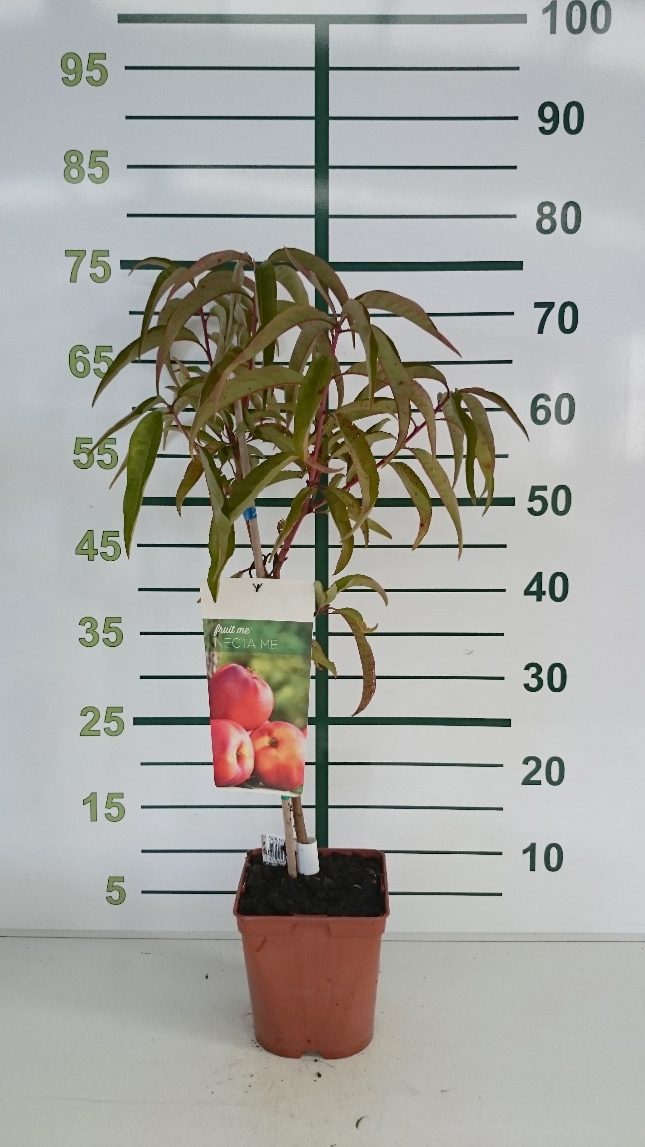 Necta Me 3.5L Cuadrada 40/50 "Atinea" (Nectarina)