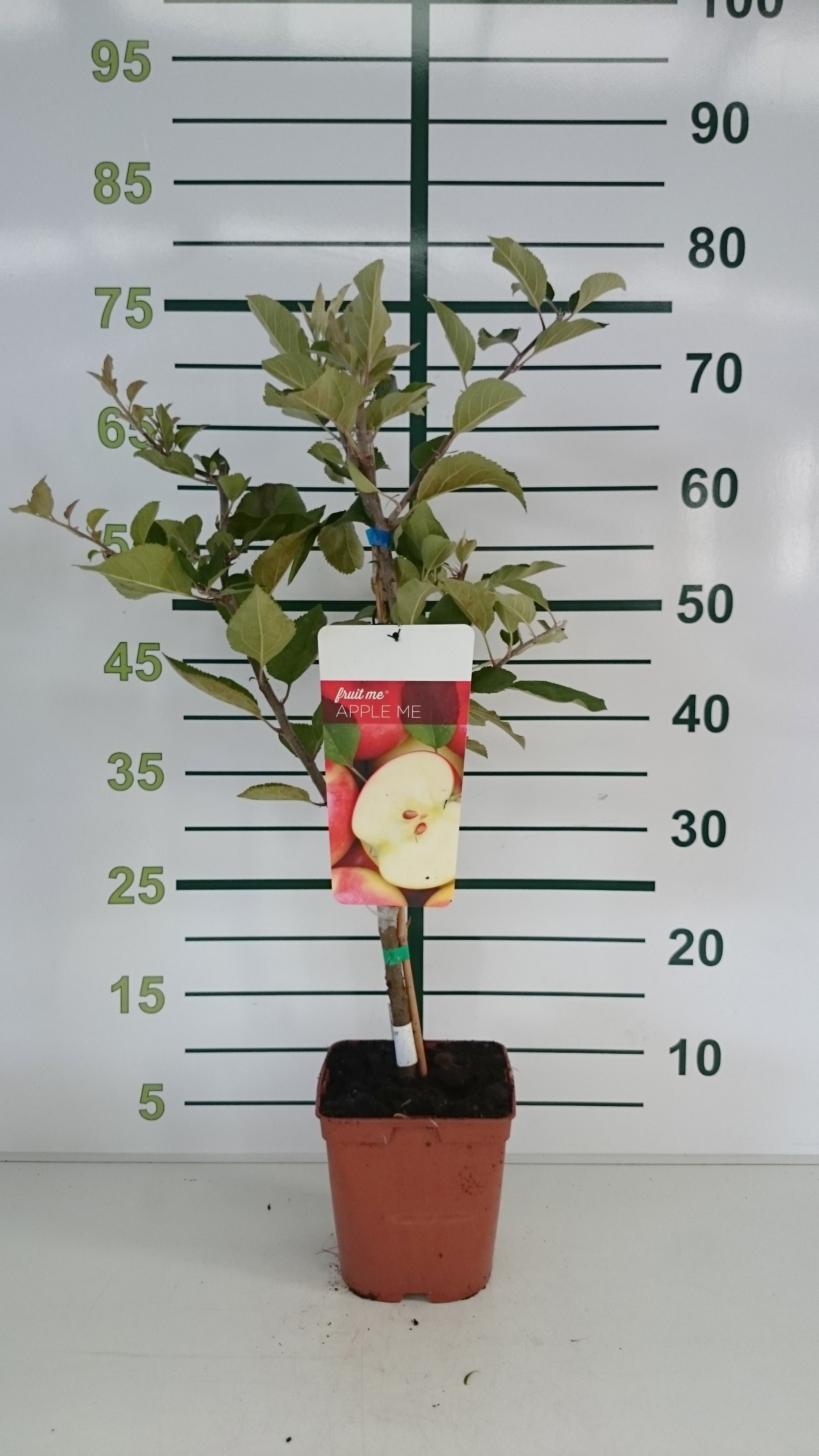 Apple Me Red 3.5L Cuadrada 70/80 "Top Red" (Manzana Gala Roja)