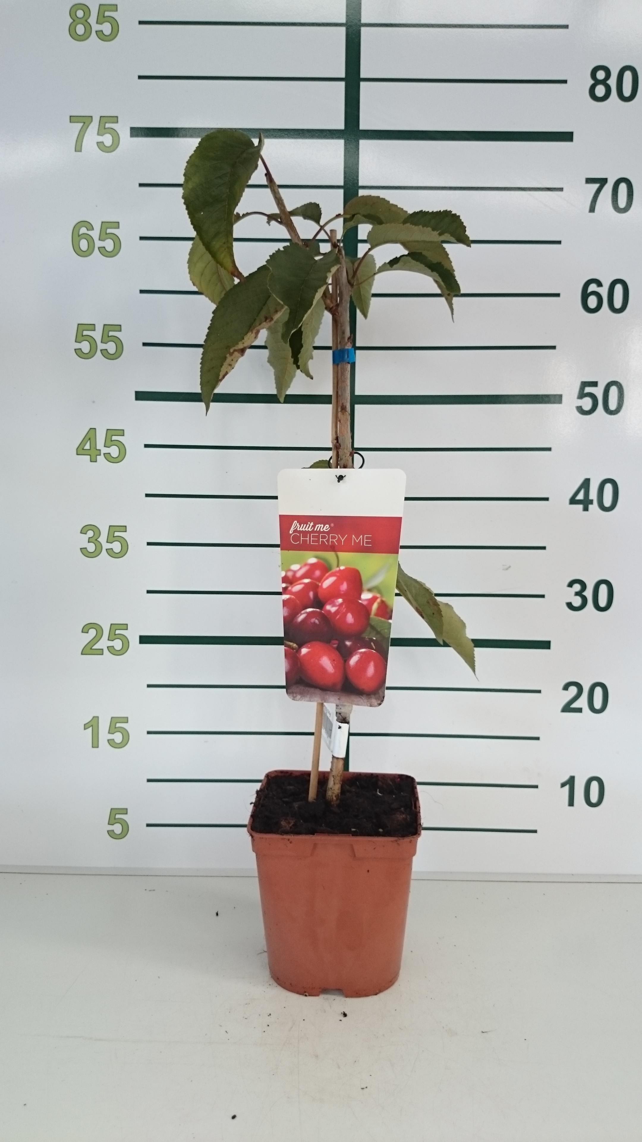 Cherry Me 3.5L Cuadrada 70/80 "Lapins" (Cereza)