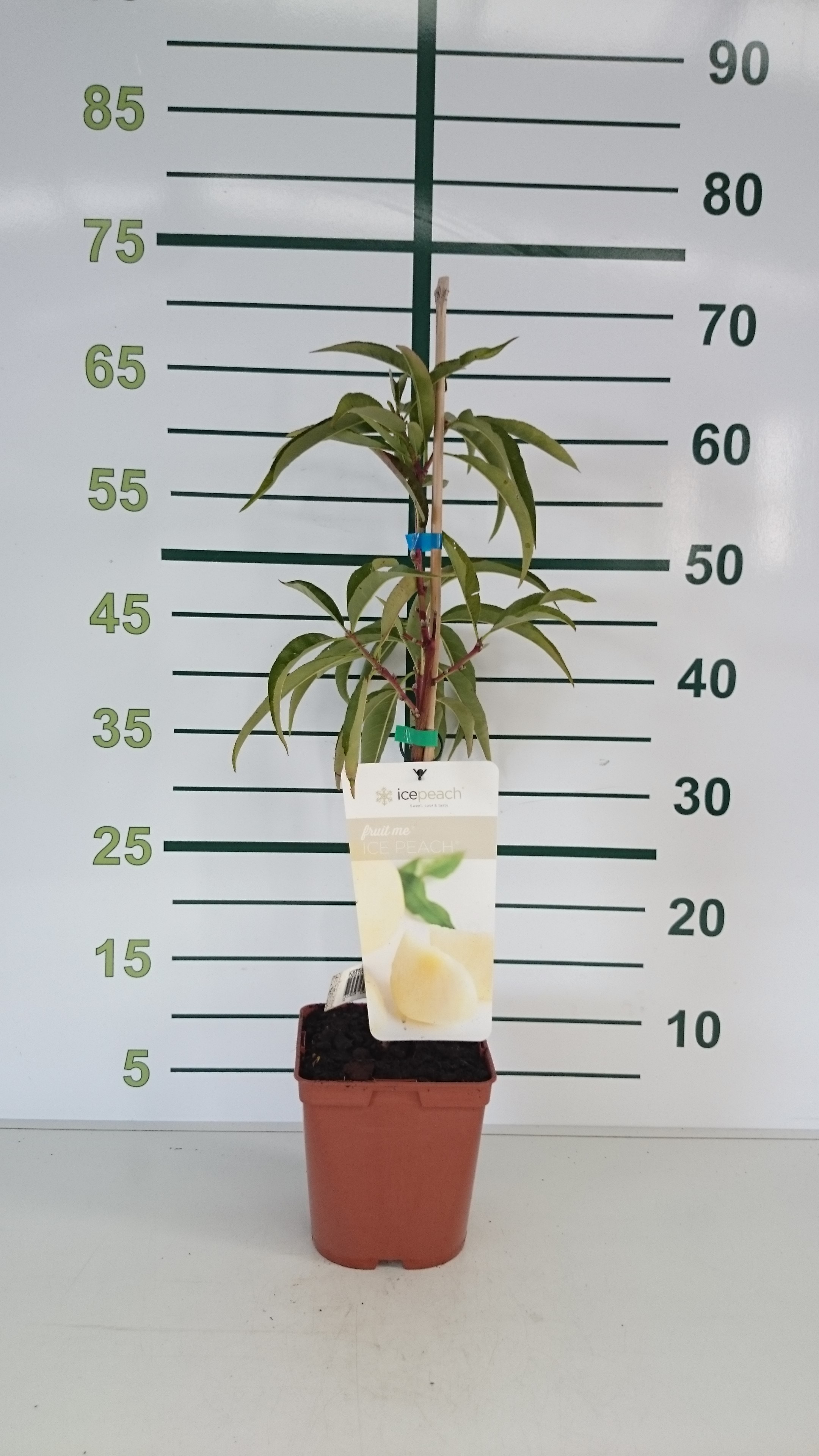 Ice Peach ® 3.5L Cuadrada 40/50 (Melocoton Blanco)