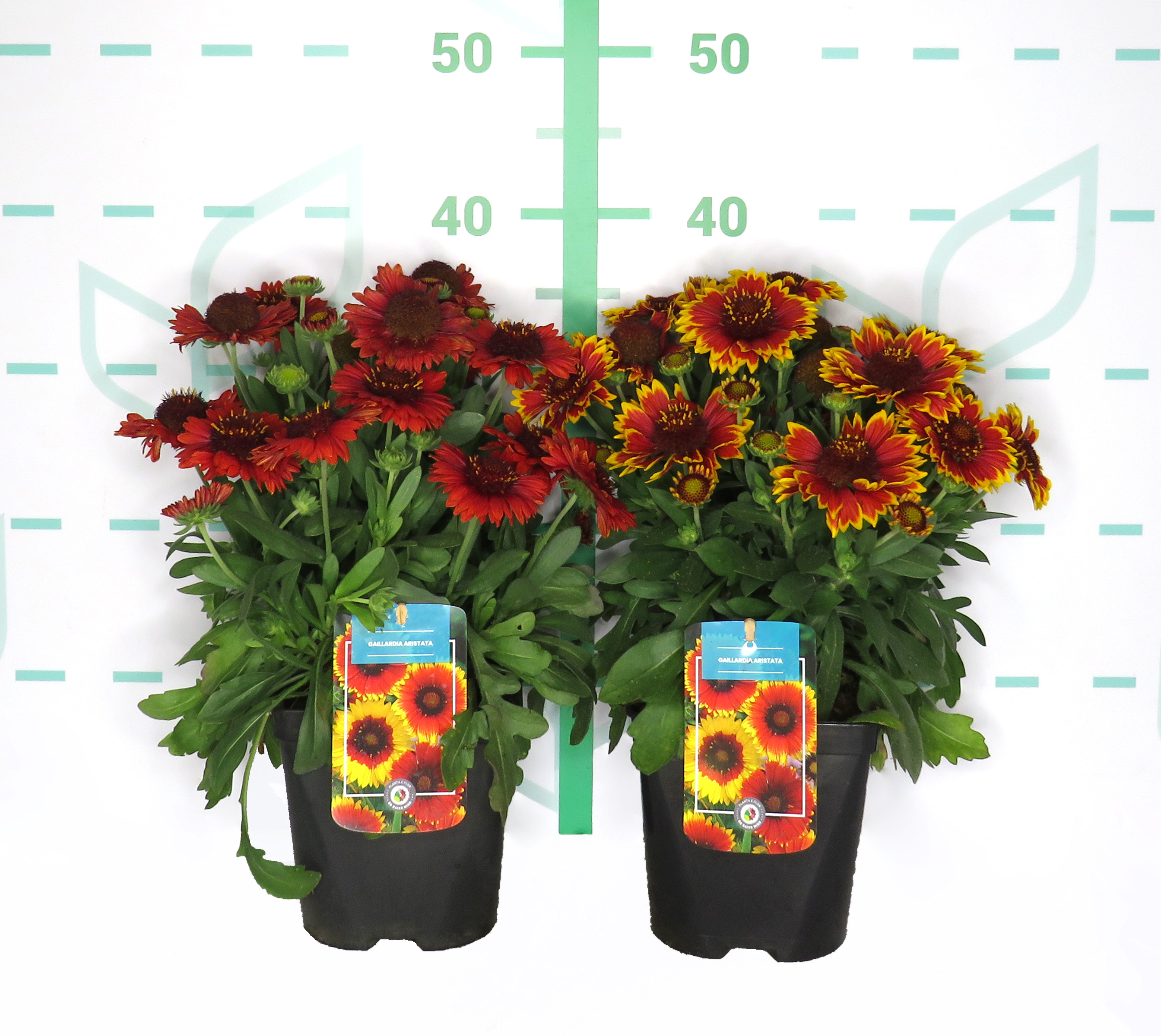 Gaillardia aristata 2L R/C