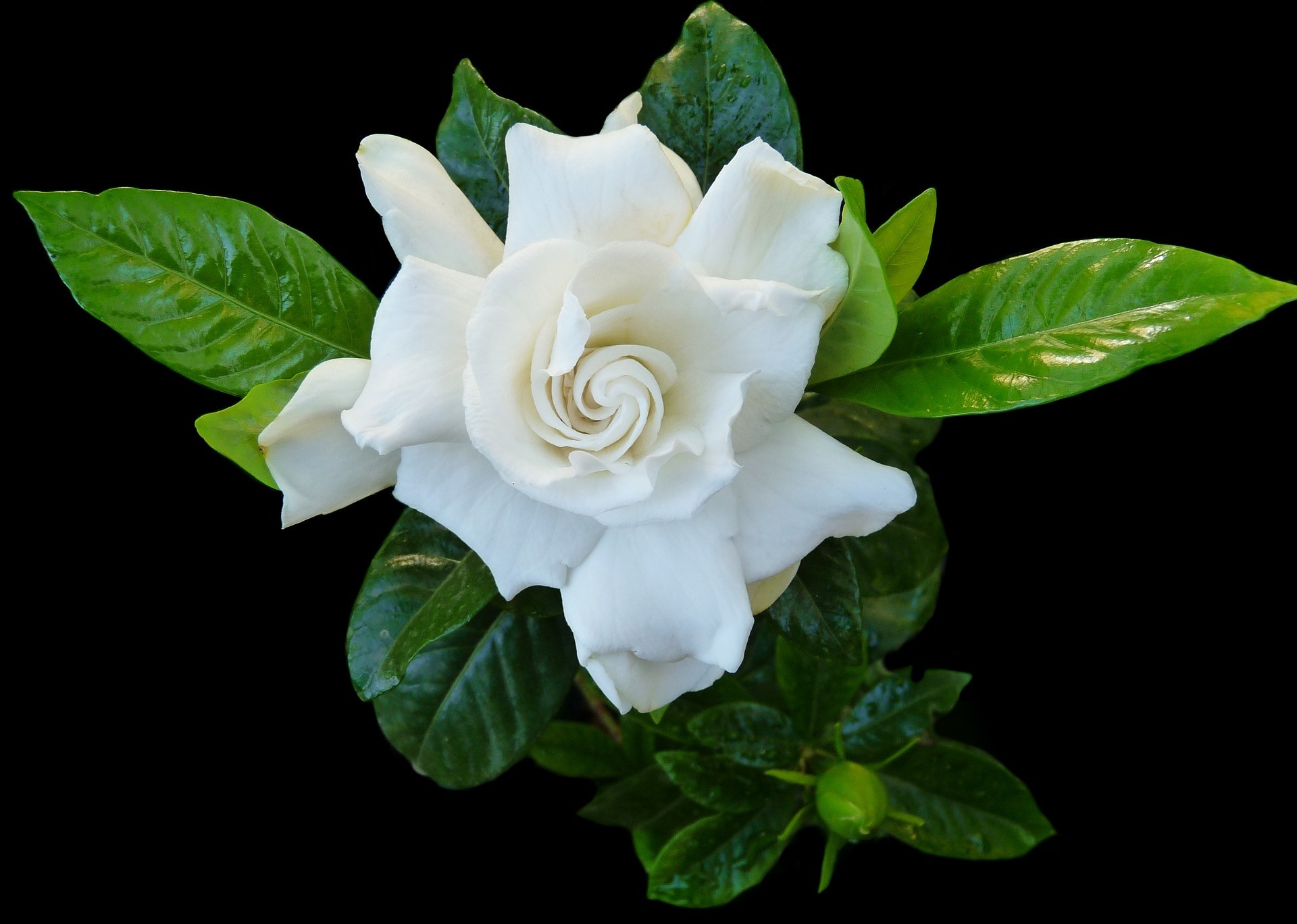 Gardenia jasminoides 2L 20/25 