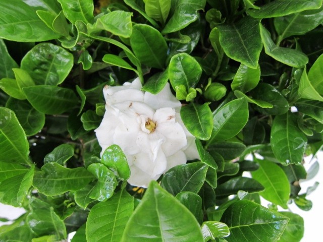 Gardenia jasminoides 4L Blanca Ht 40 70