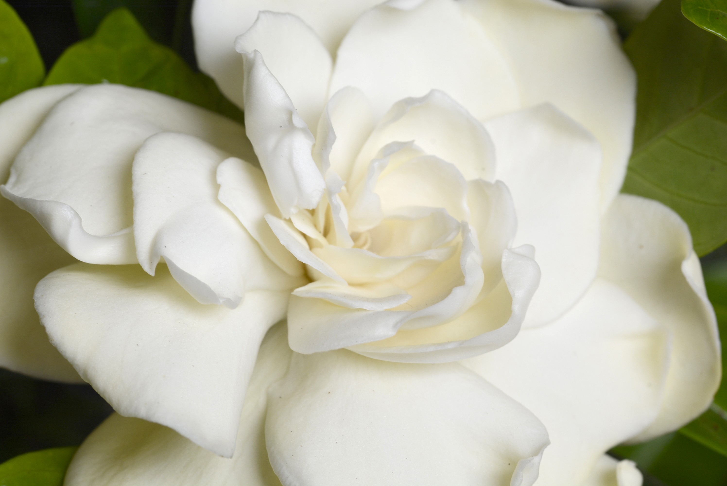 Gardenia jasminoides 10L 20/30
