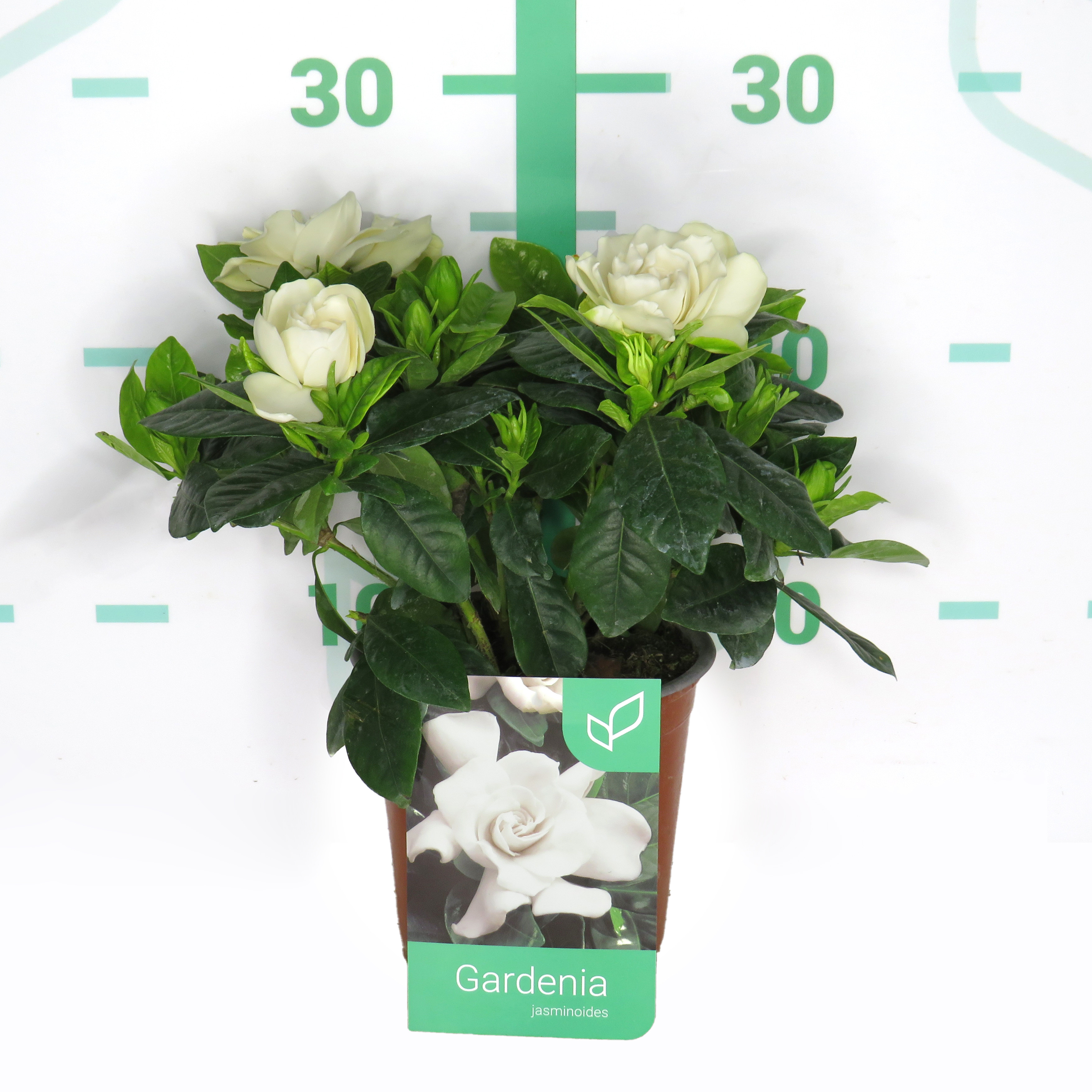 Gardenia jasminoides 1.3L 15/20