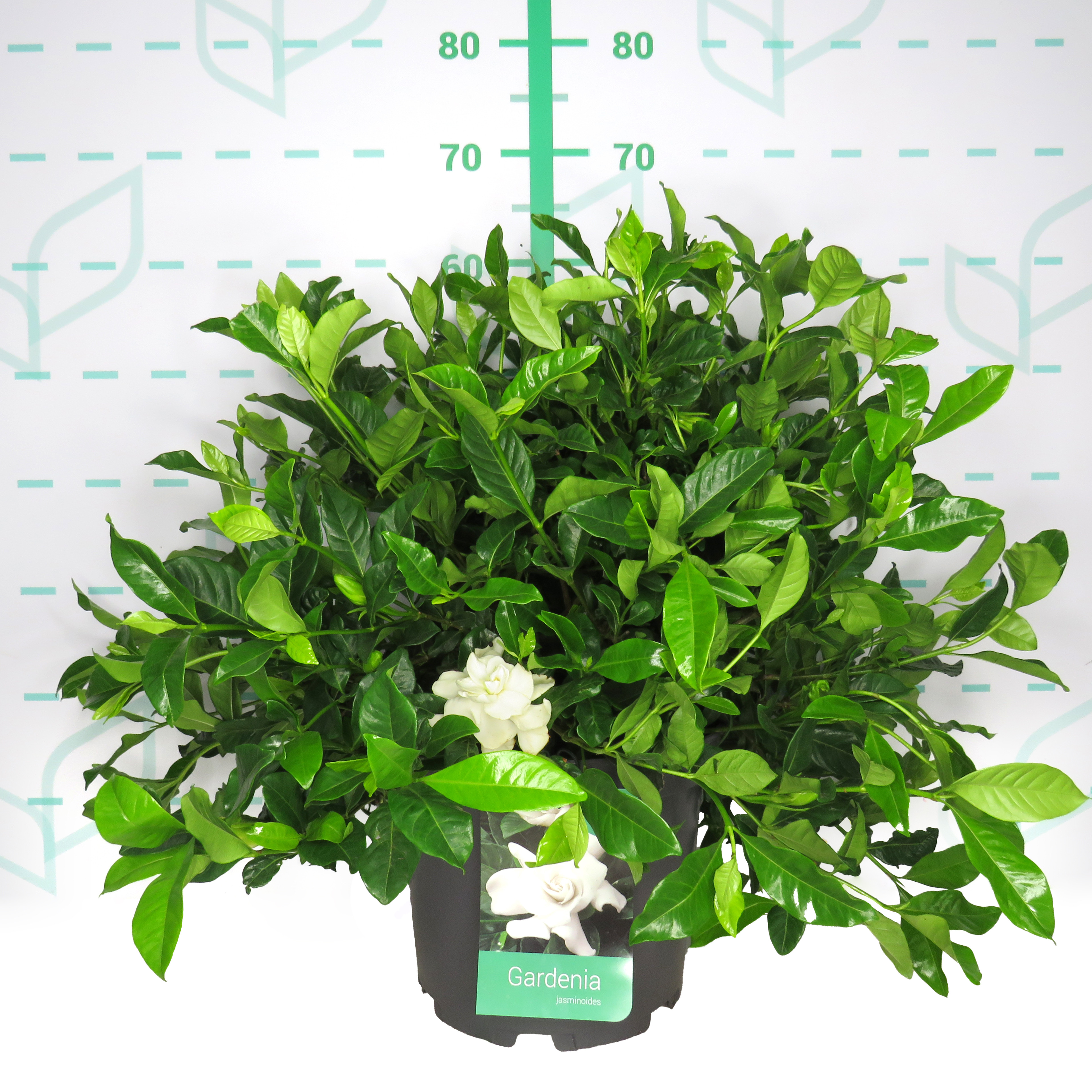 Gardenia jasminoides 10L 40/50