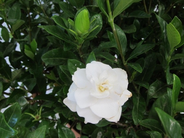 Gardenia jasminoides 10L 80 Pirámide 