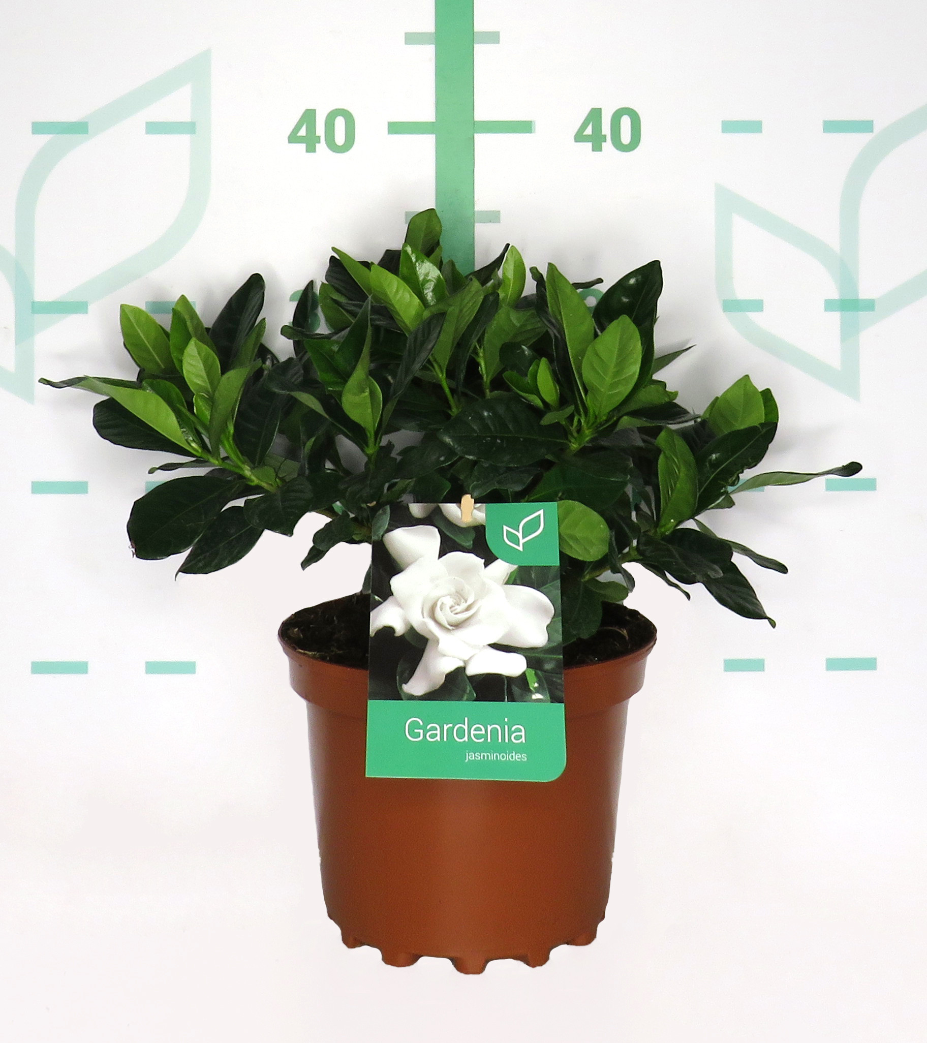 Gardenia jasminoides 3L 20/25 