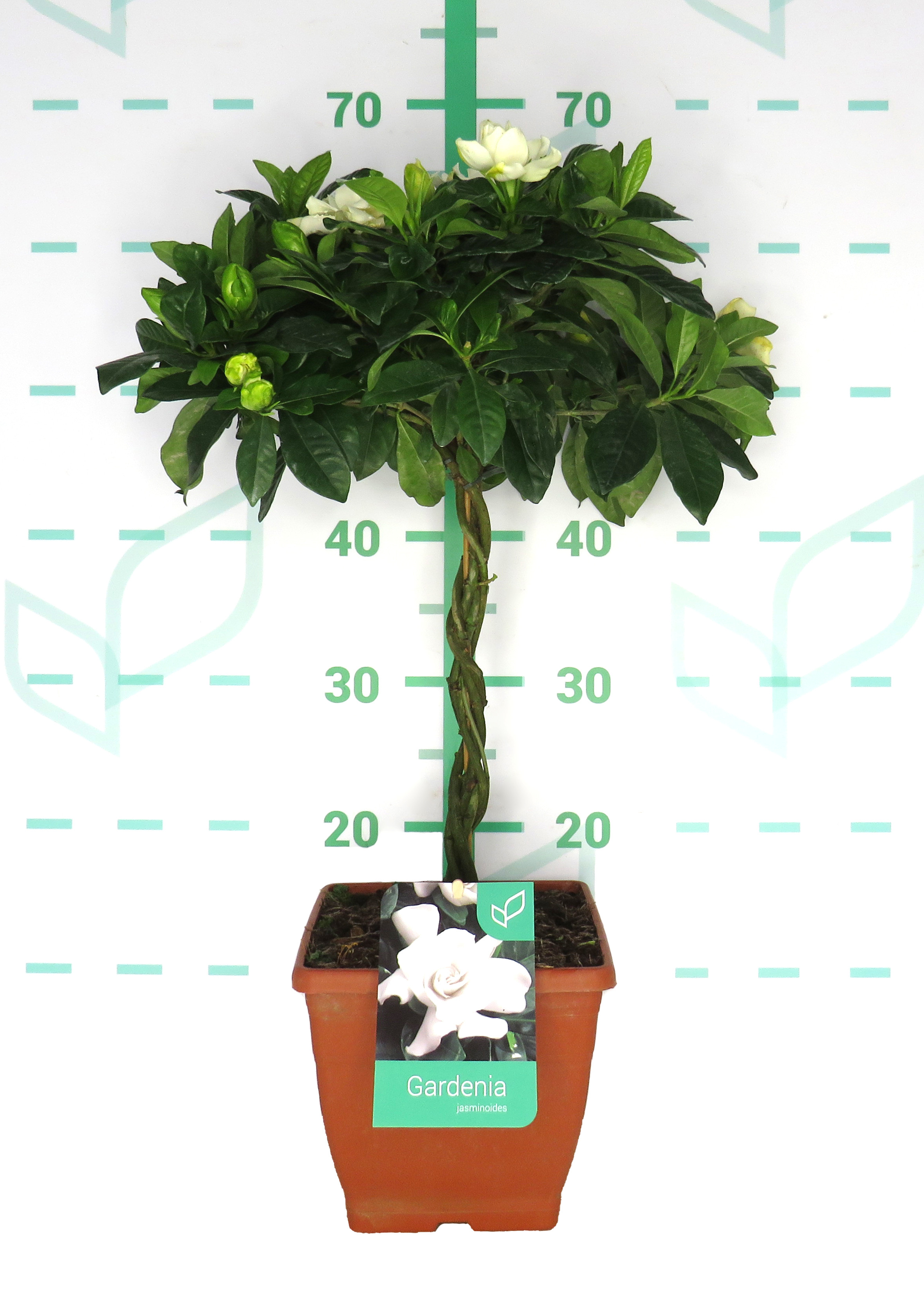 Gardenia jasminoides 3L Deco Cuadrada Ht 40 50