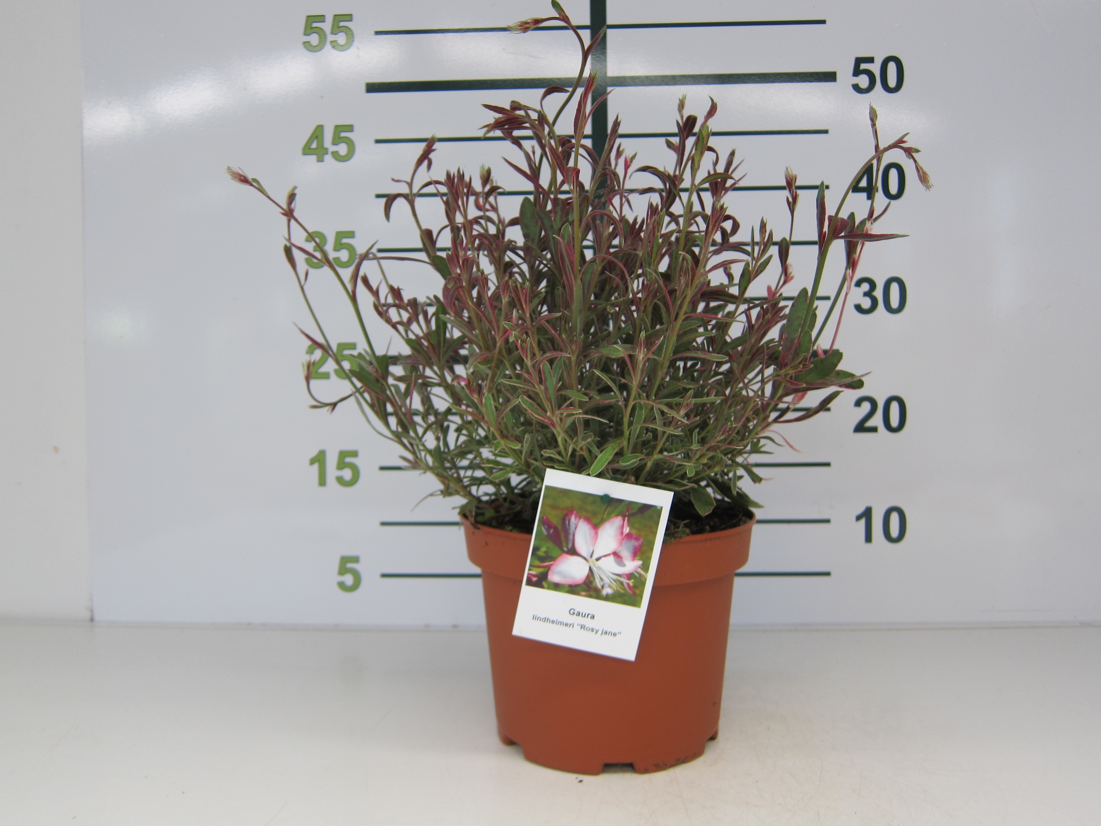 Gaura lindheimeri "White Dove" 3L 20/30