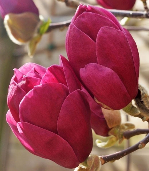 Magnolia "Genie" 4L 90/110