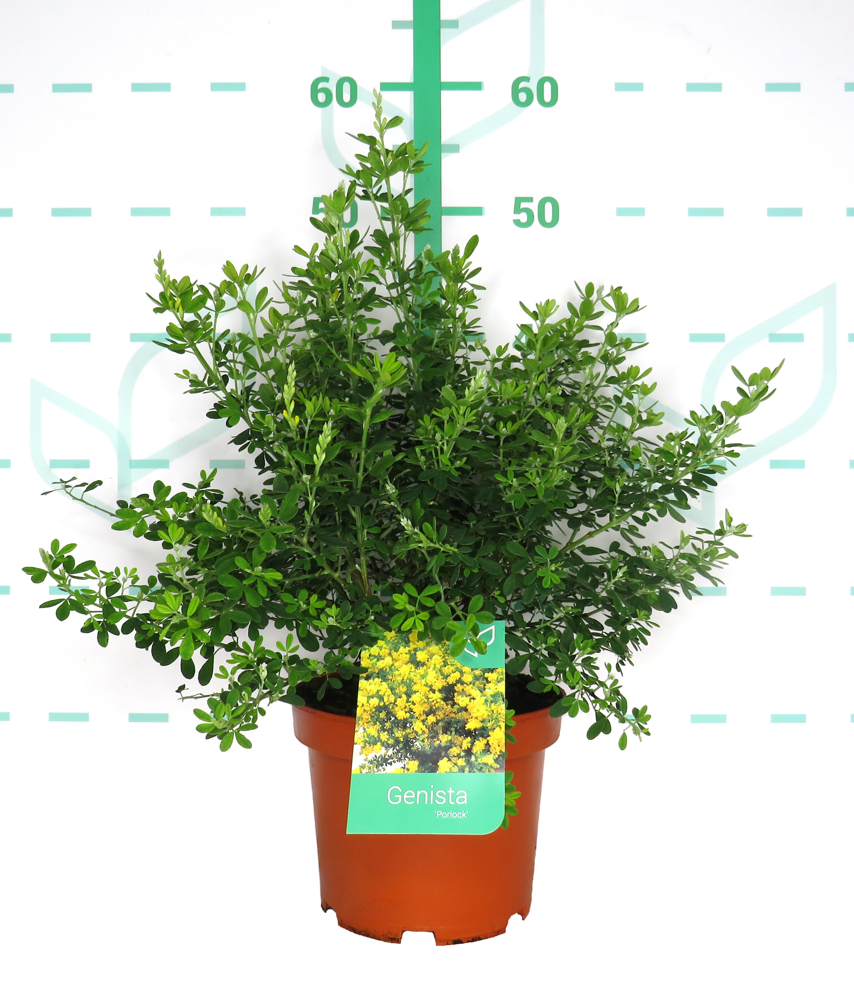 Genista "Porlock" 3L 20/30