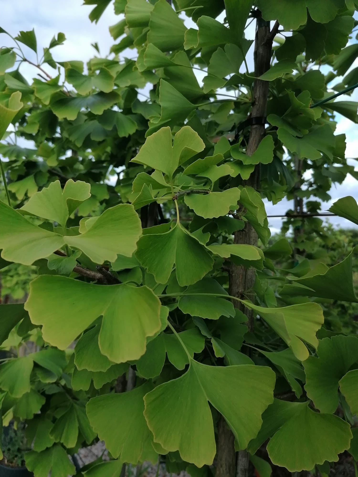 Ginkgo biloba 10L 150/170