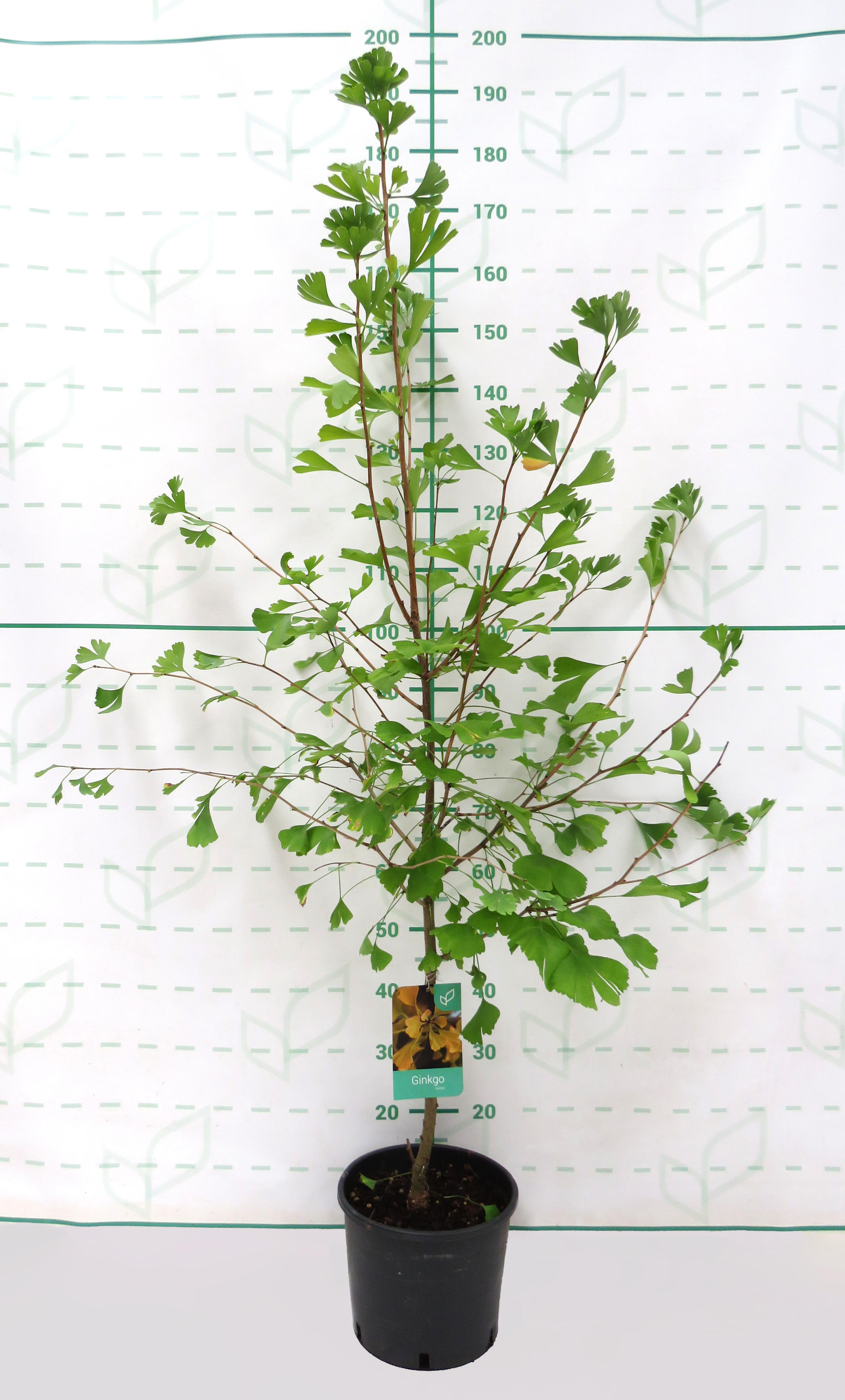 Ginkgo biloba "Gold Flame" 10L 130/150