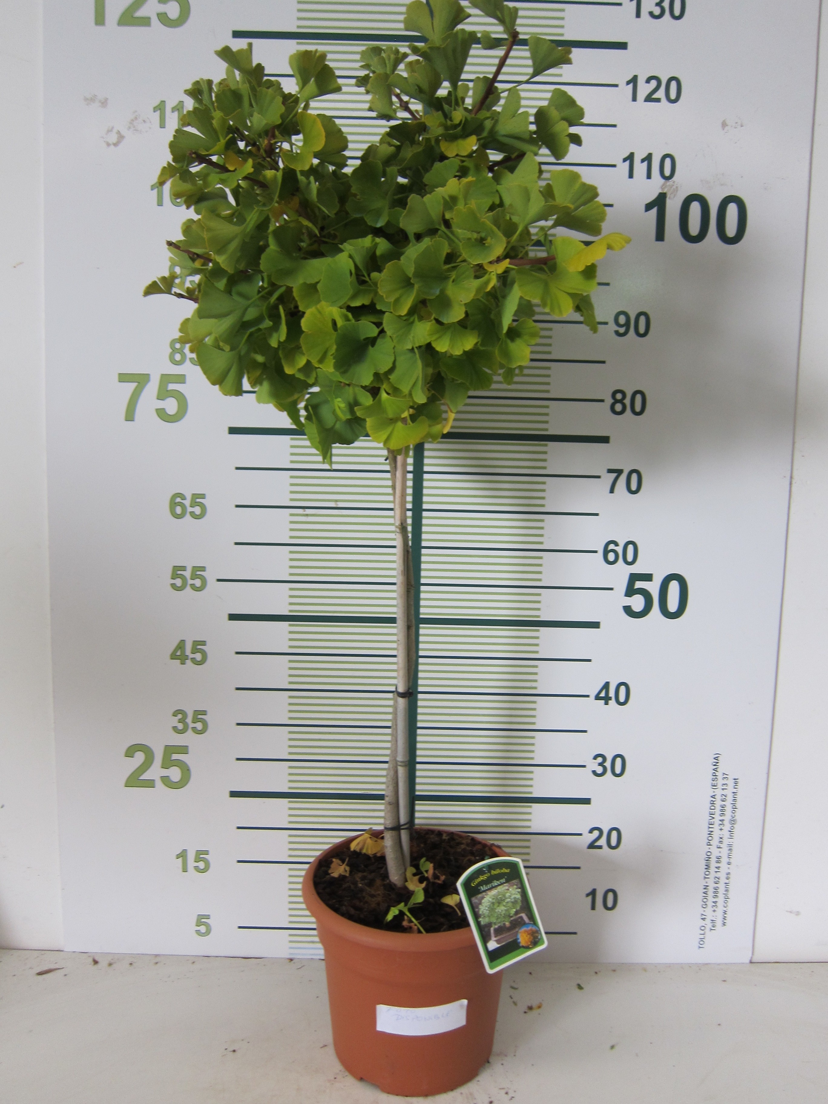 Ginkgo biloba "Mariken" 15L Deco Ht 130 150/175 DC 70/80
