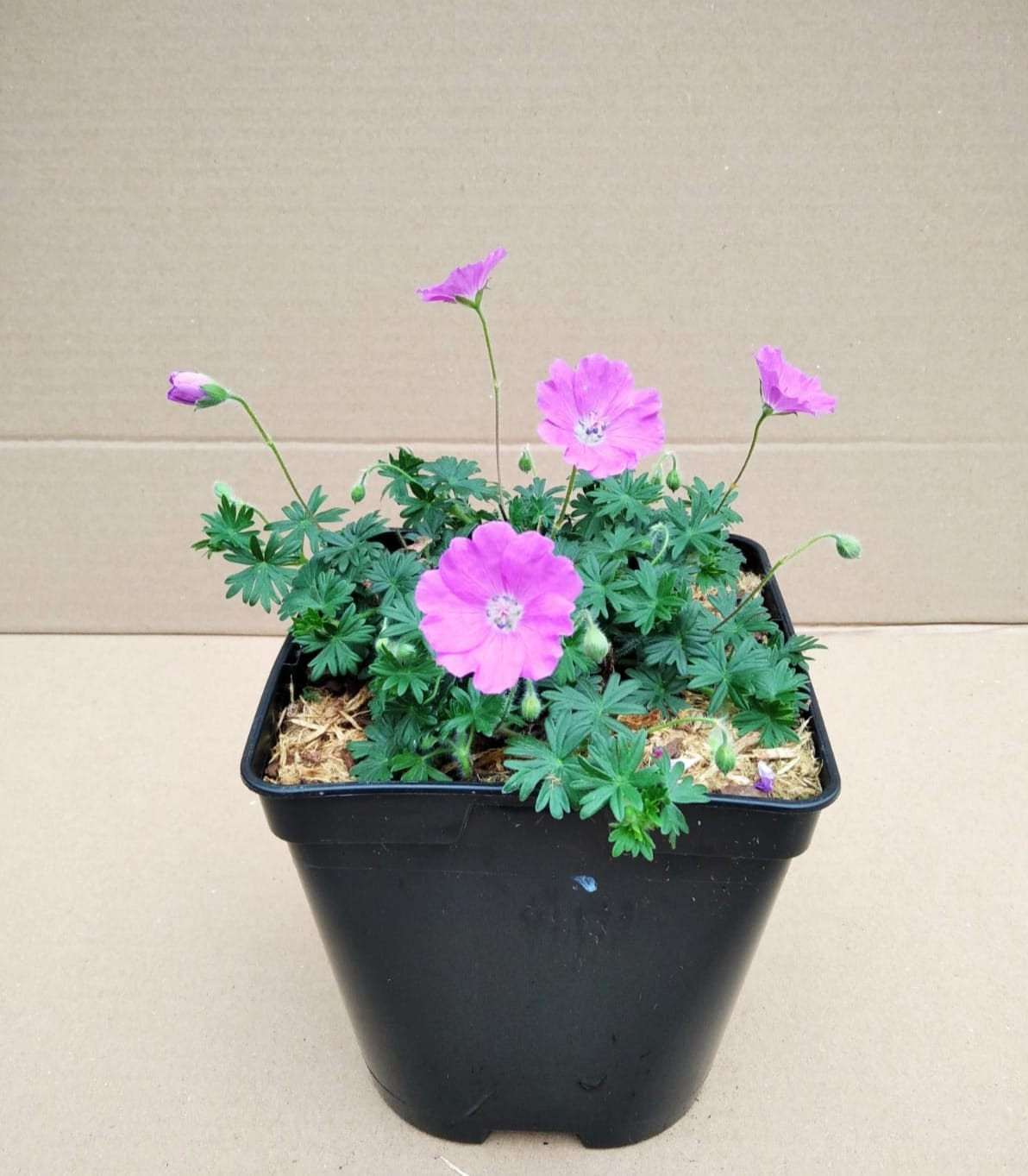 Geranium sanguineum "Max Frei" 2L R/C 0/10