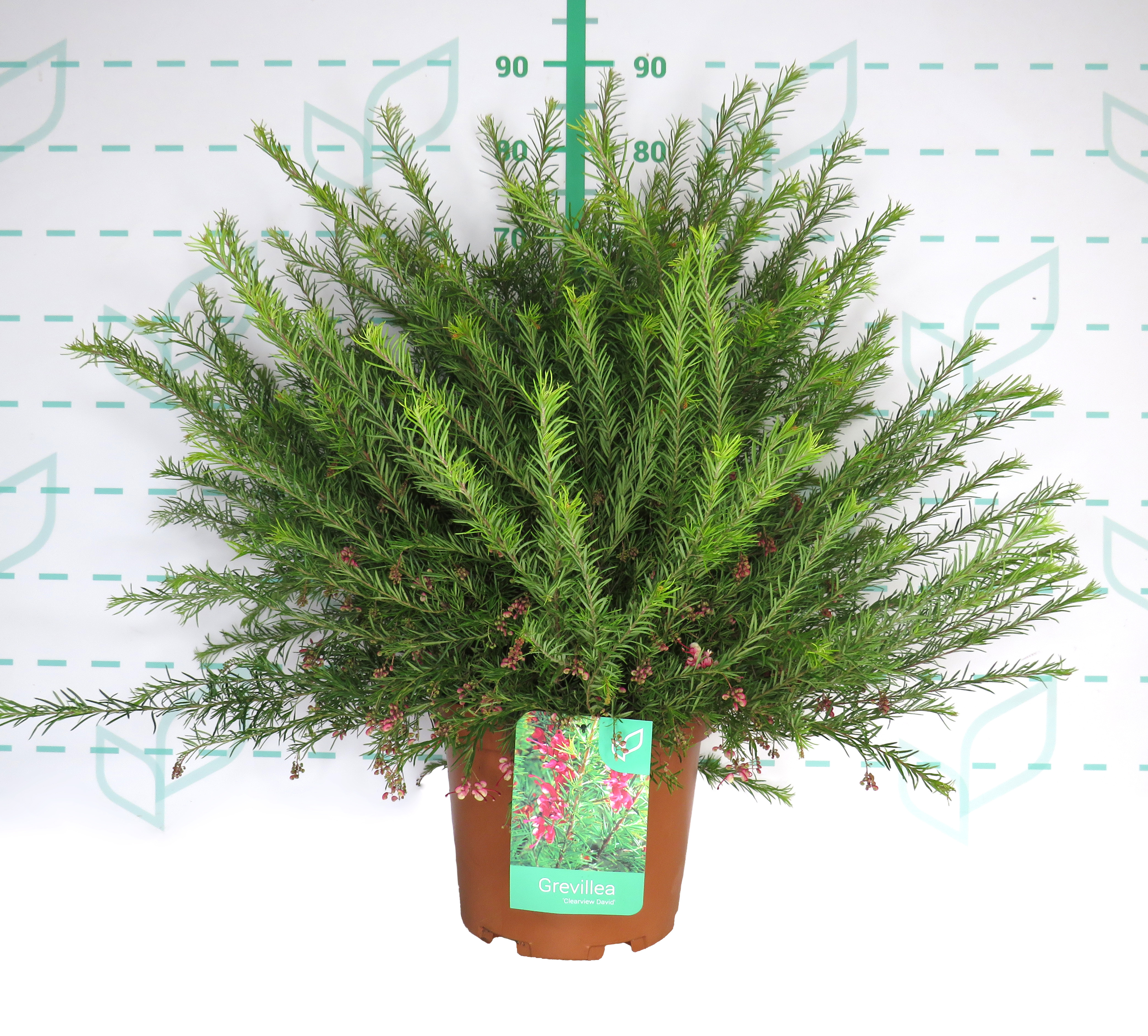 Grevillea "Clearview David" 10L 40/50