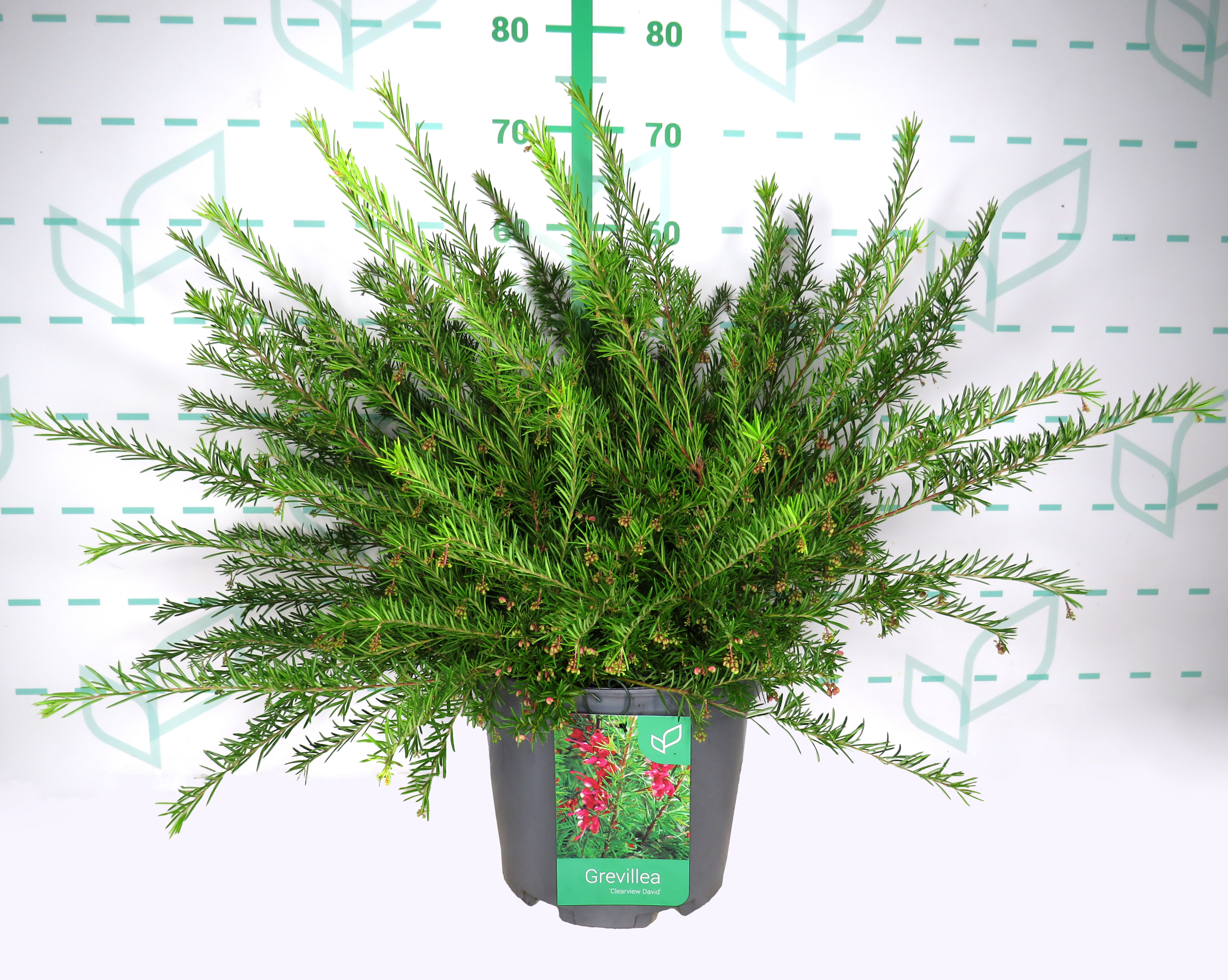 Grevillea "Clearview David" 10L 40/50