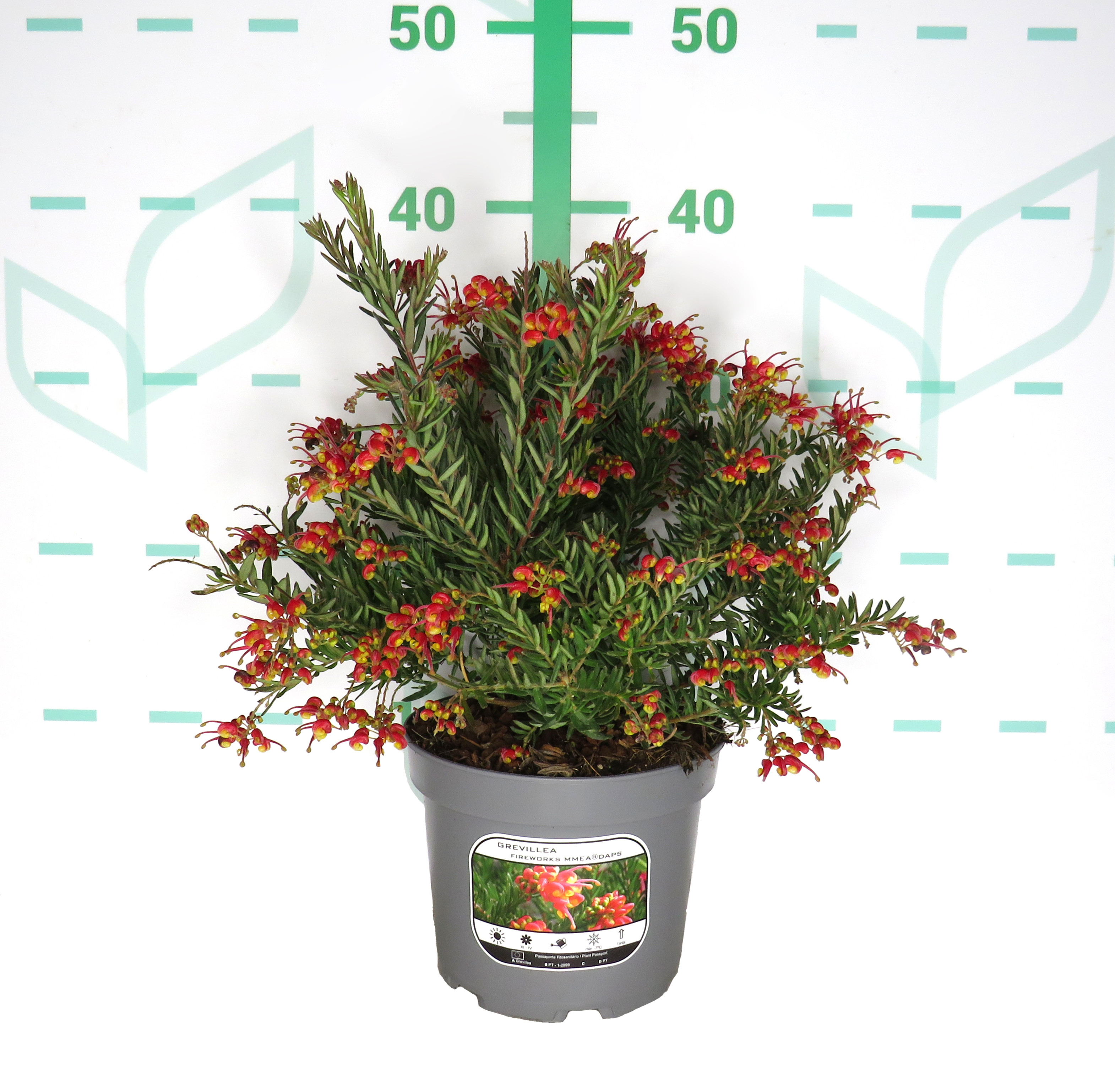 Grevillea "Fireworks" ® 2L